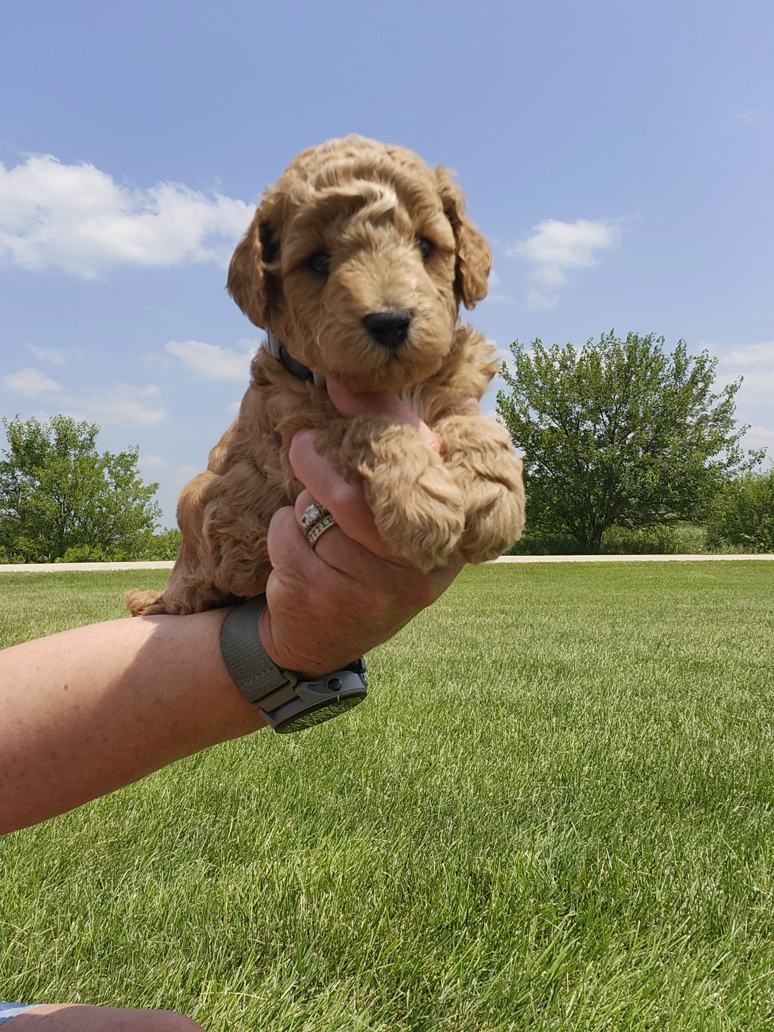 Gray Collar Boy ~ Huck's Adventures Justice 4 weeks