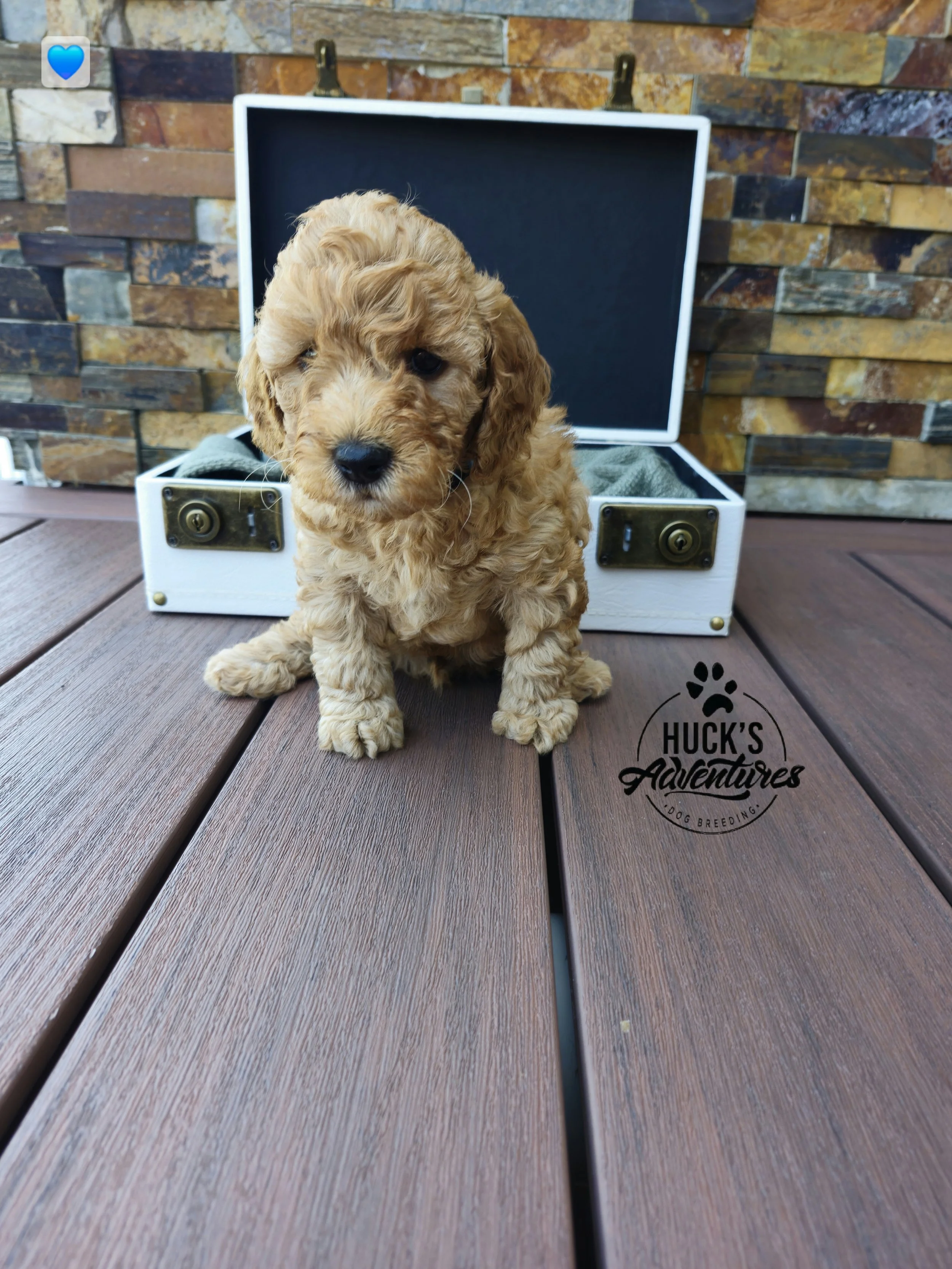 Blue Collar Boy ~ Huck's Adventures Lincoln 6 weeks