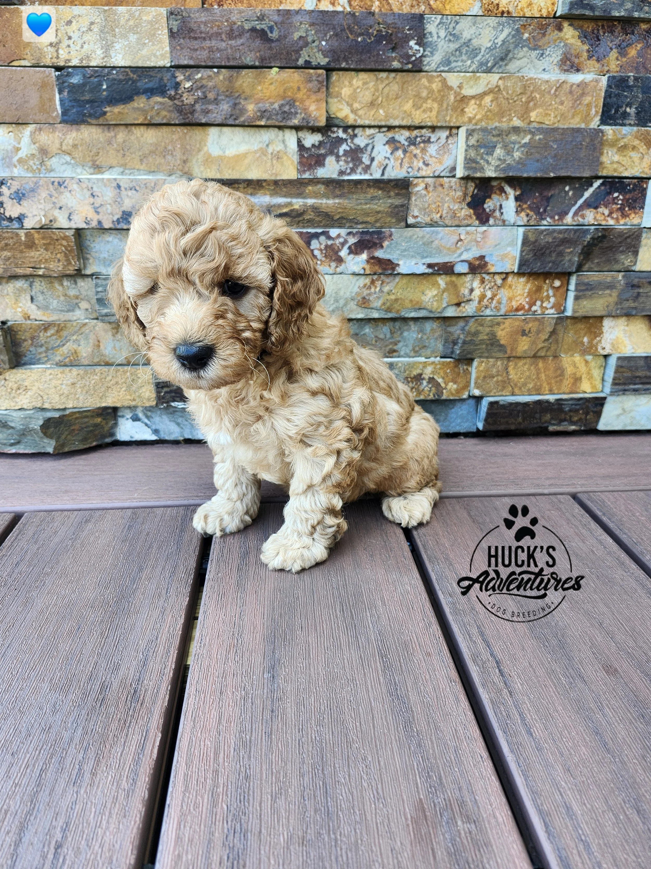 Blue Collar Boy ~ Huck's Adventures Lincoln 6 weeks