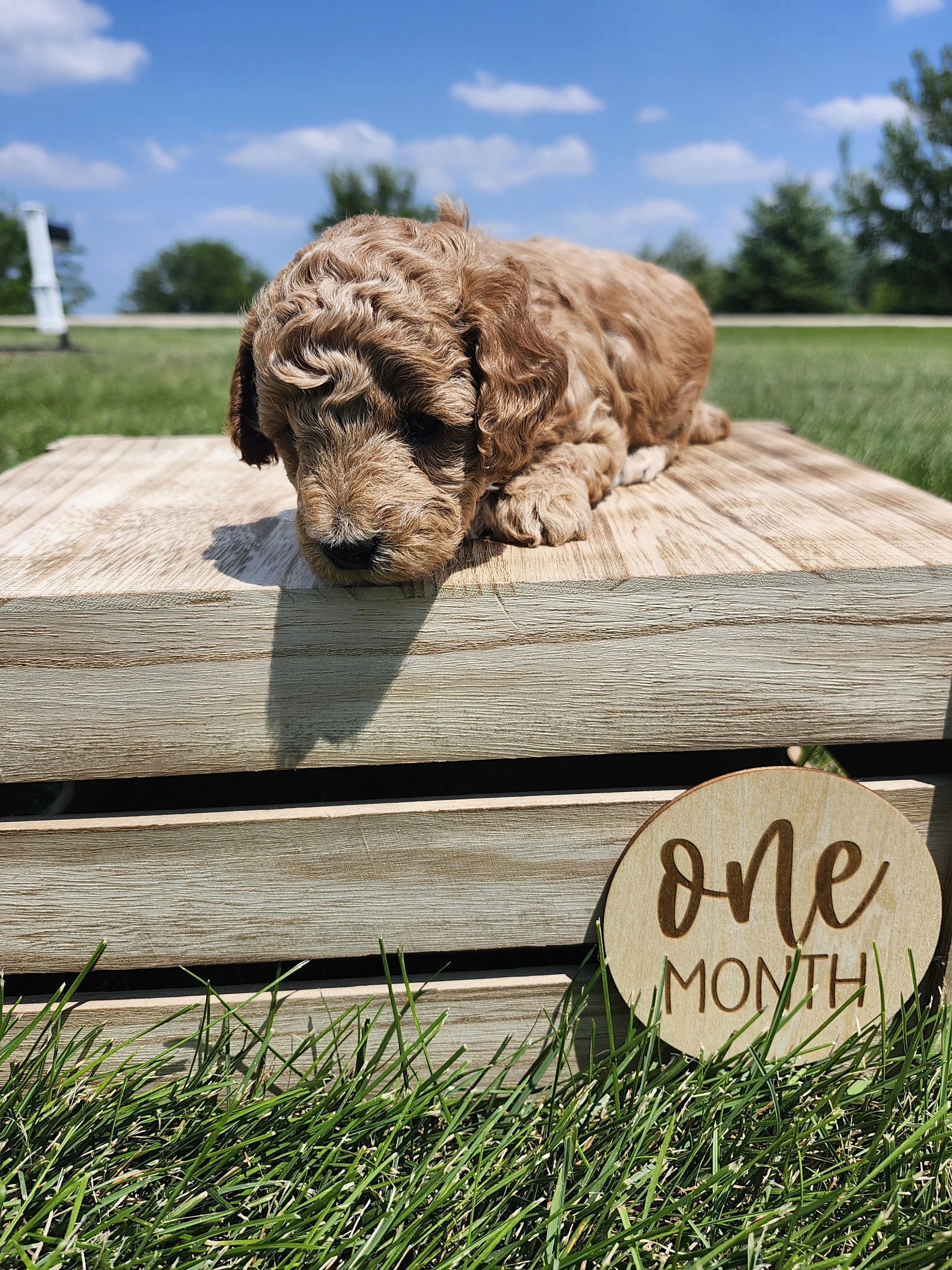 Gray Collar Boy ~ Huck's Adventures Justice 4 weeks