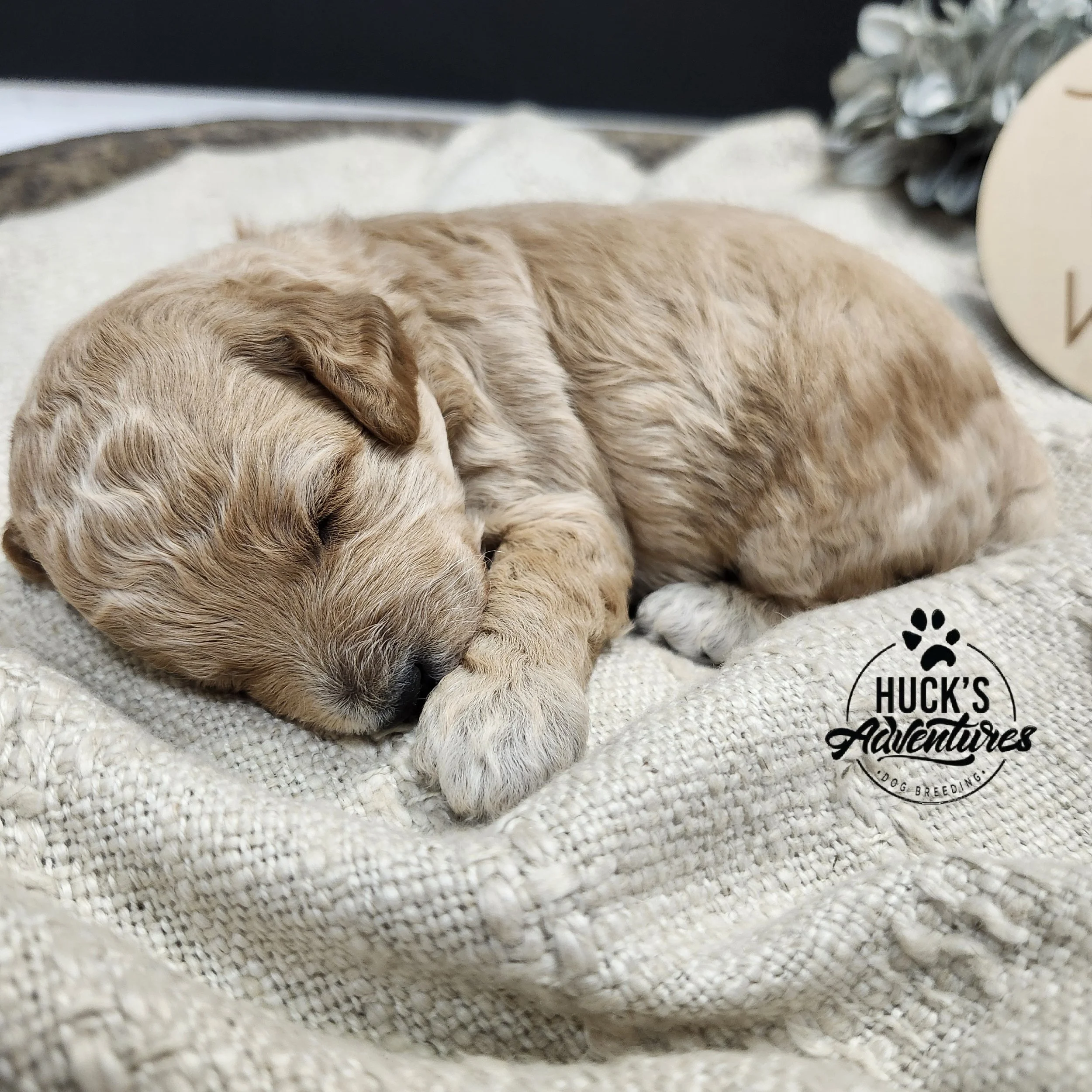 RESERVED ~Red Collar Boy~ Huck's Adventures Abe 2 weeks