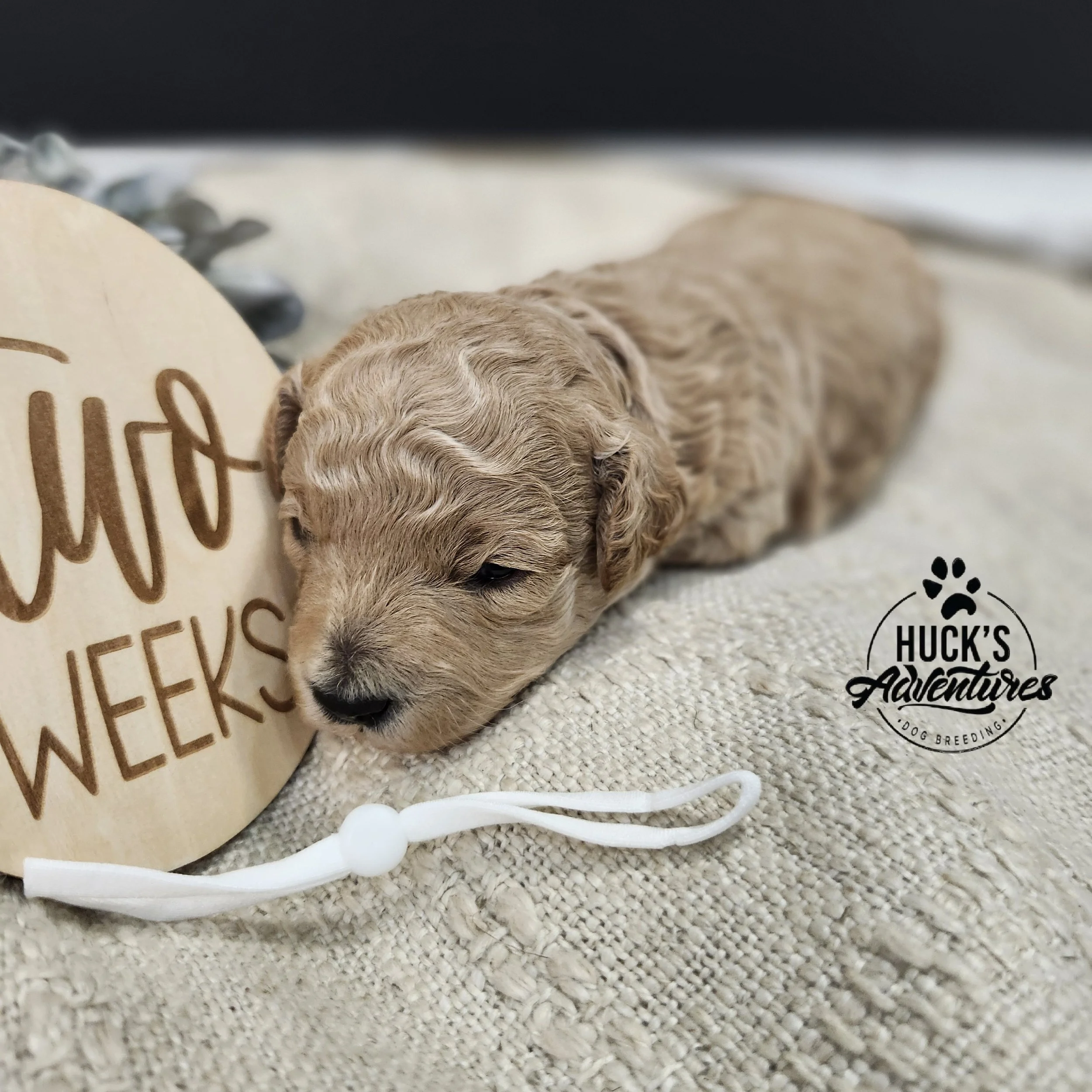 White Collar Girl ~ Huck's Adventures Belle 2 weeks old