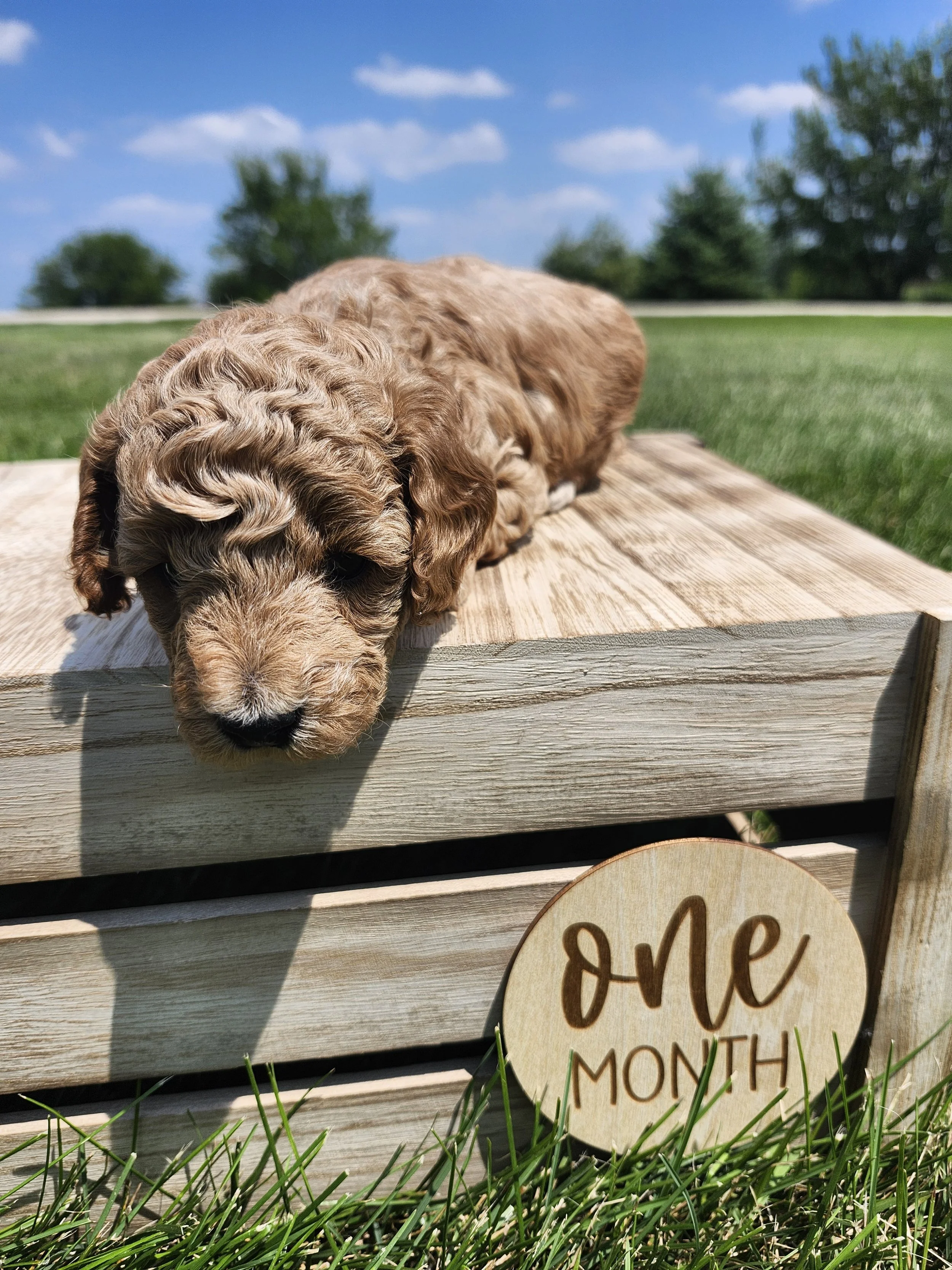 Gray Collar Boy ~ Huck's Adventures Justice 4 weeks