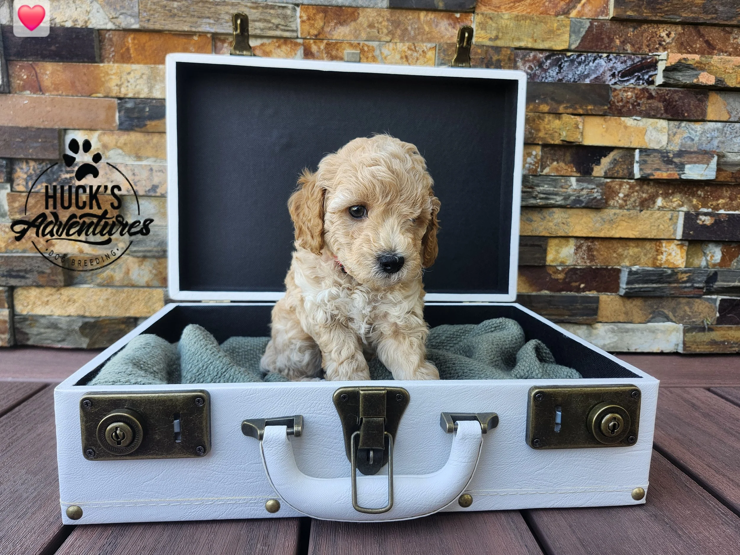 RESERVED ~Red Collar Boy~ Huck's Adventures Abe ~ 6 weeks