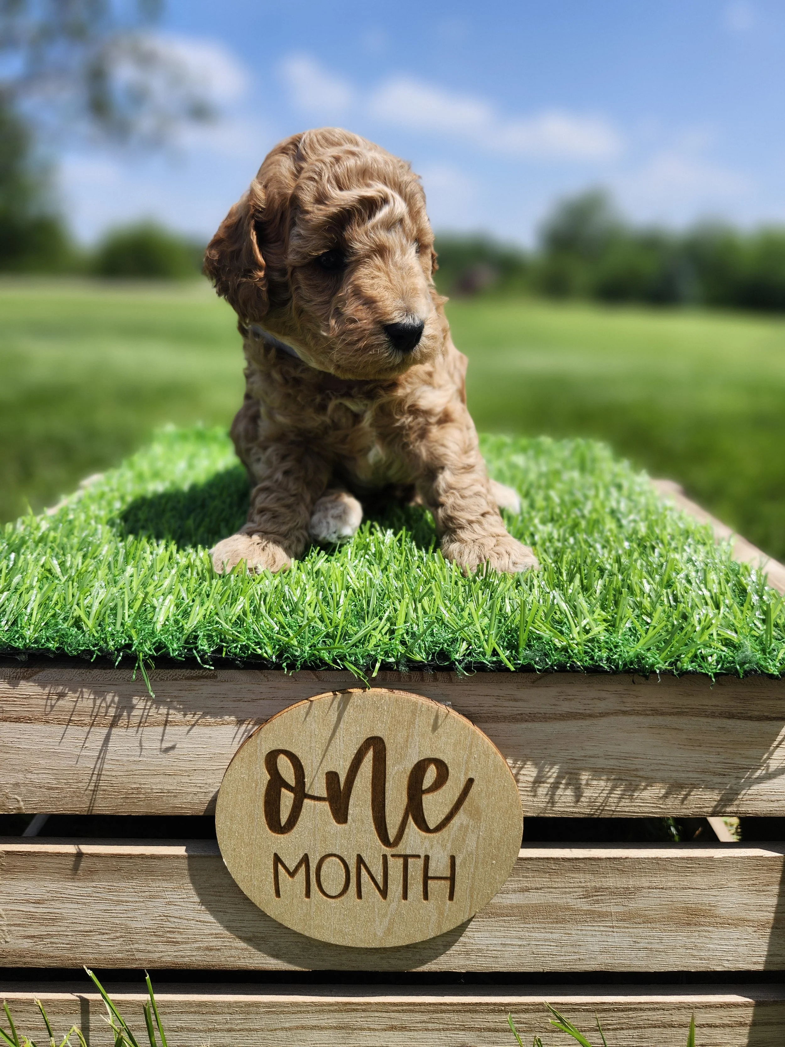 Gray Collar Boy ~ Huck's Adventures Justice 4 weeks
