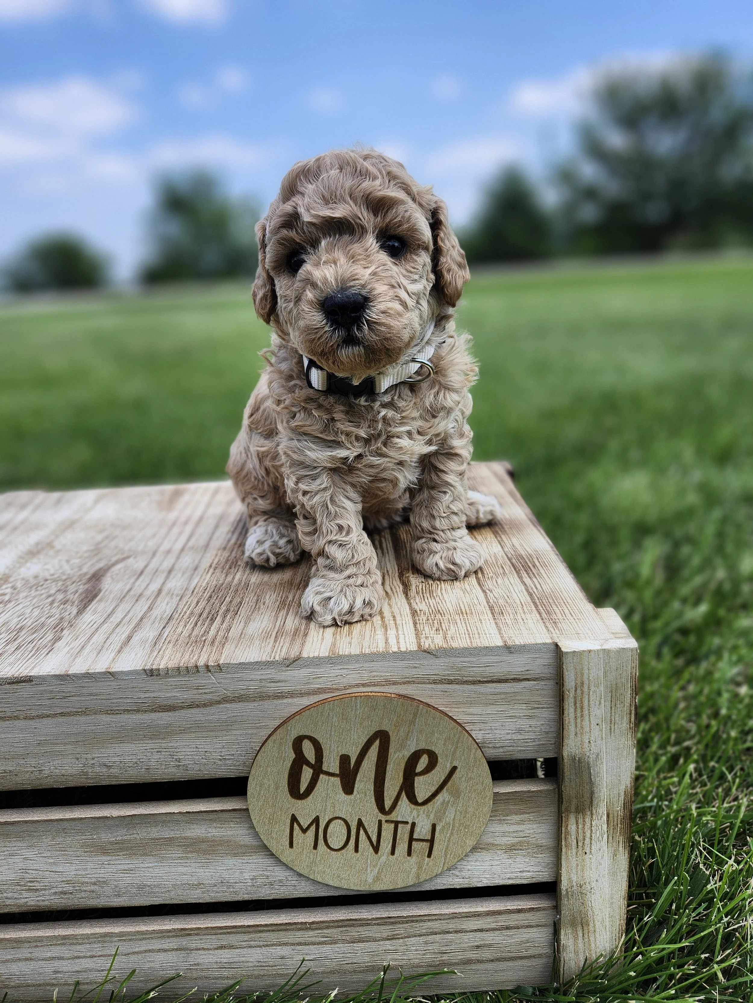 White Collar Girl ~ Huck's Adventures Belle 4 Weeks