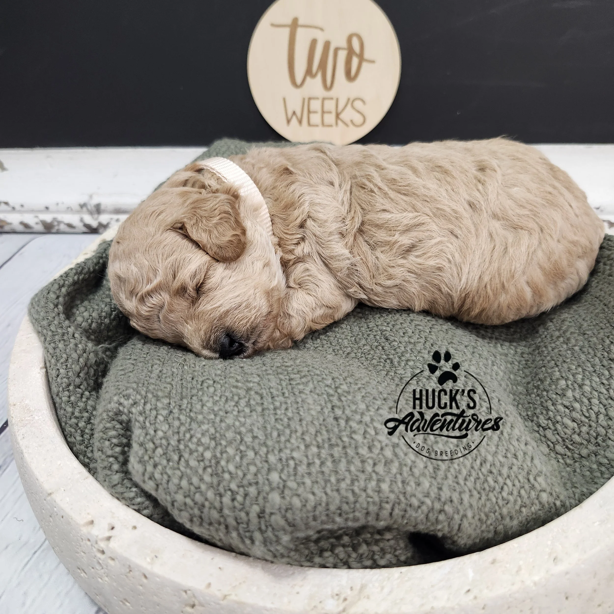 White Collar Girl ~ Huck's Adventures Belle 2 weeks old