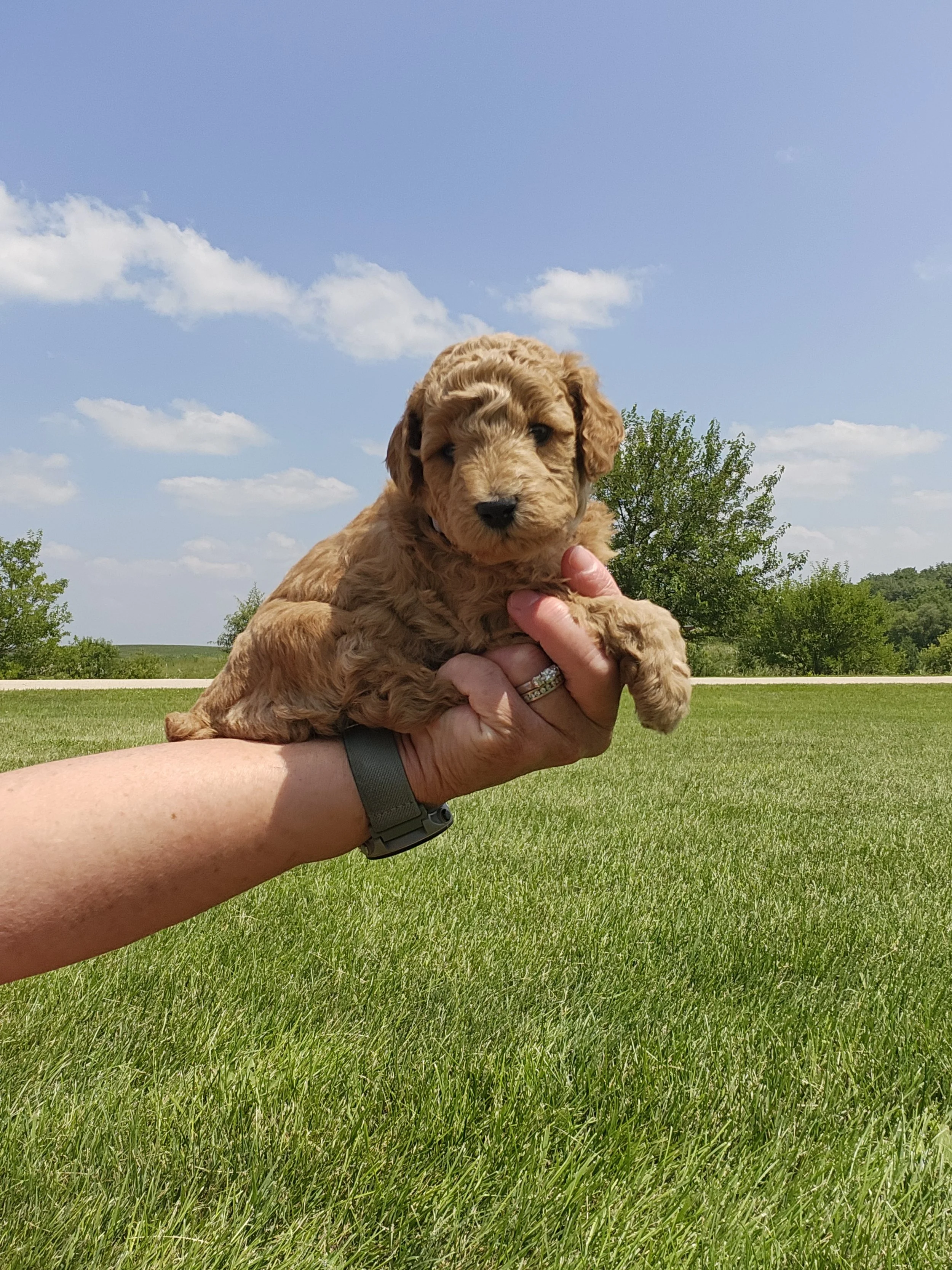 Gray Collar Boy ~ Huck's Adventures Justice 4 weeks