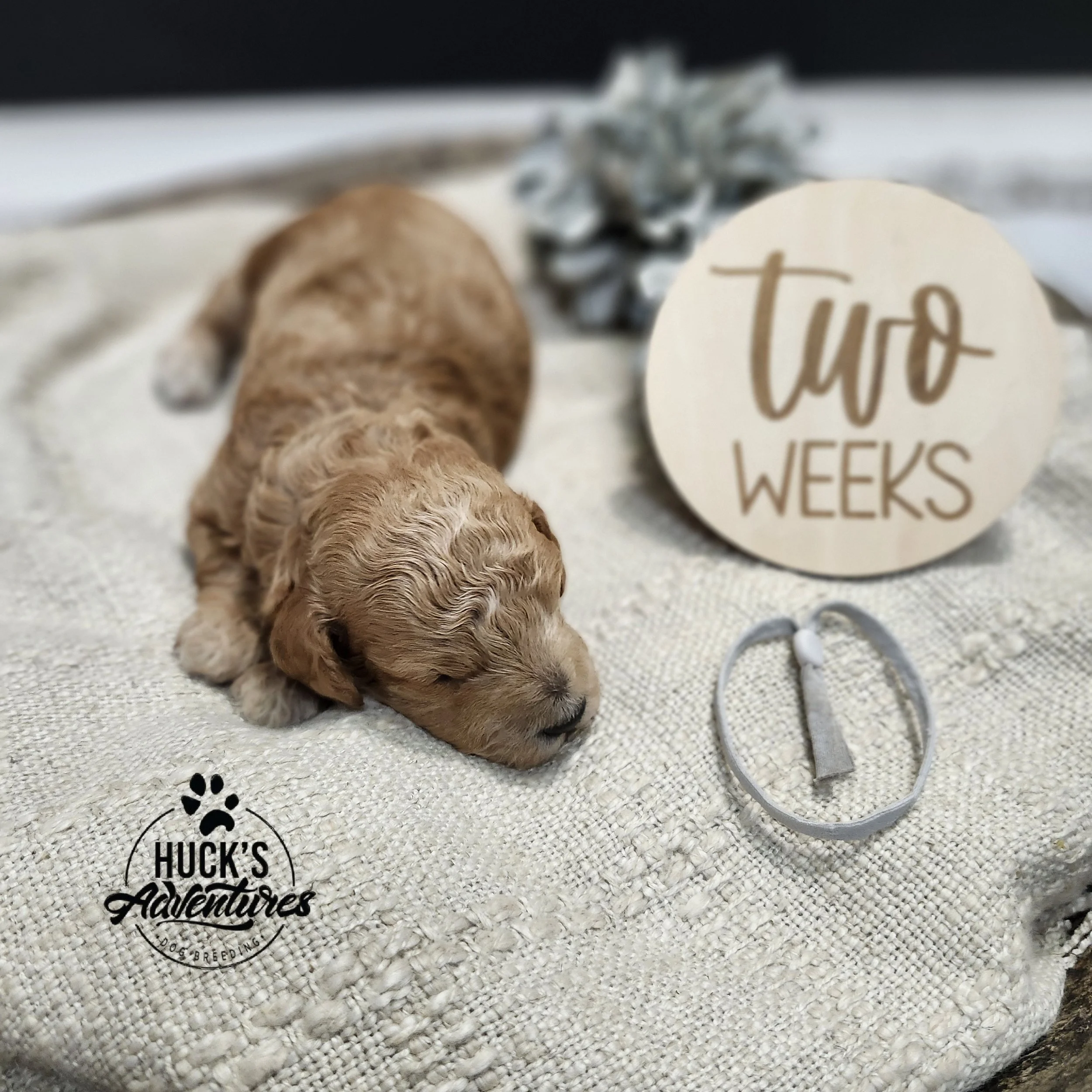 Gray Collar Boy ~ Huck's Adventures Justice 2 weeks