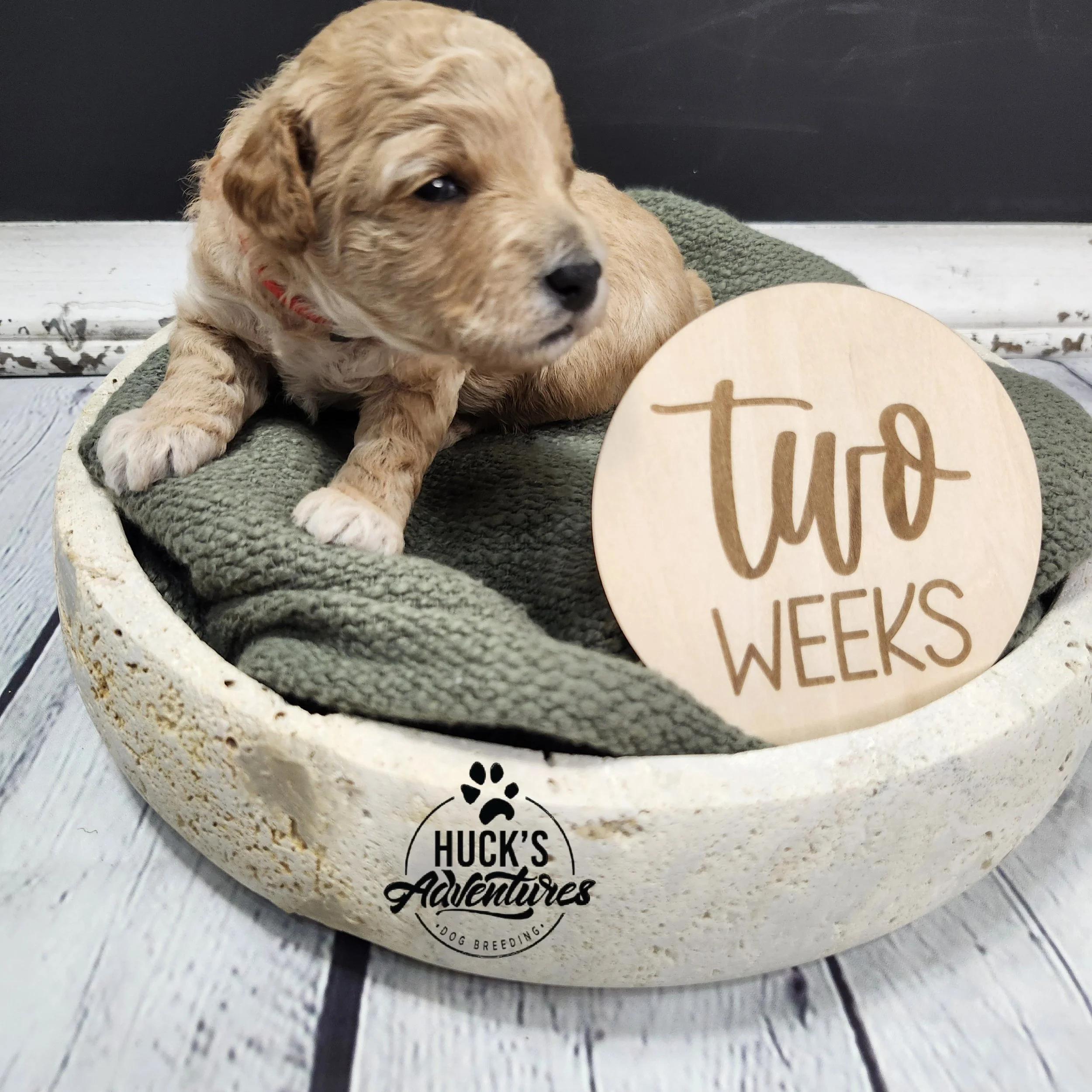 RESERVED ~Red Collar Boy~ Huck's Adventures Abe 2 weeks