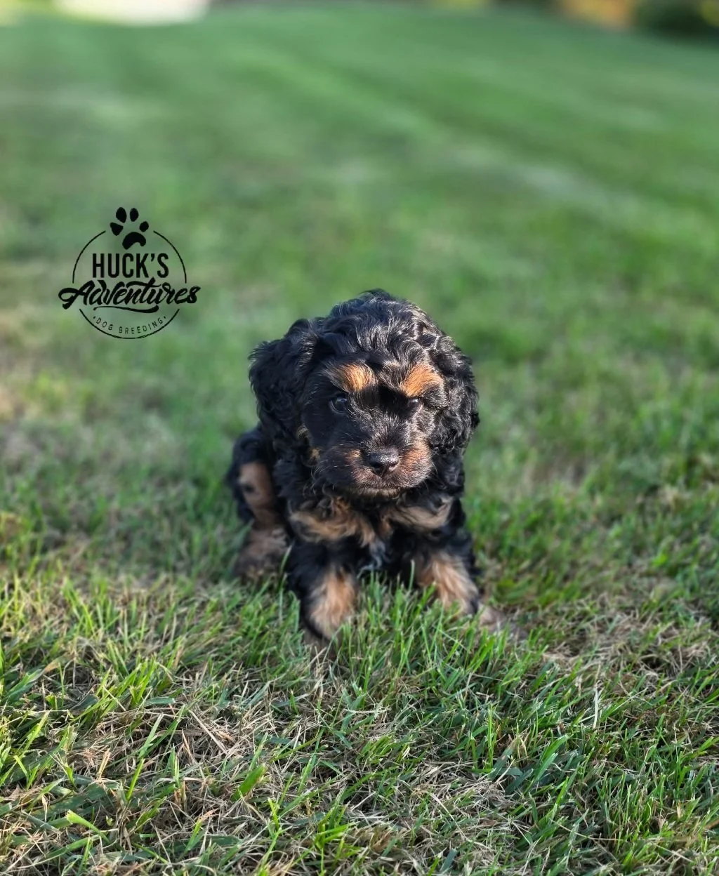 Phantom 7 Weeks