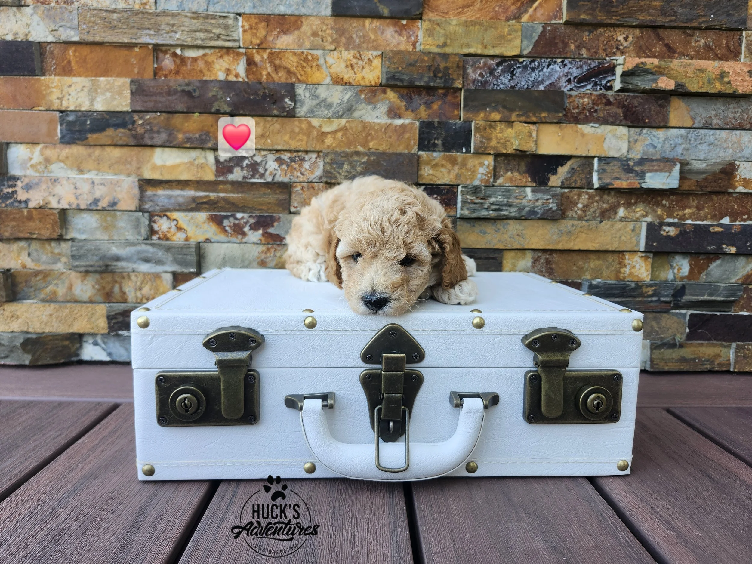 RESERVED ~Red Collar Boy~ Huck's Adventures Abe ~ 6 weeks