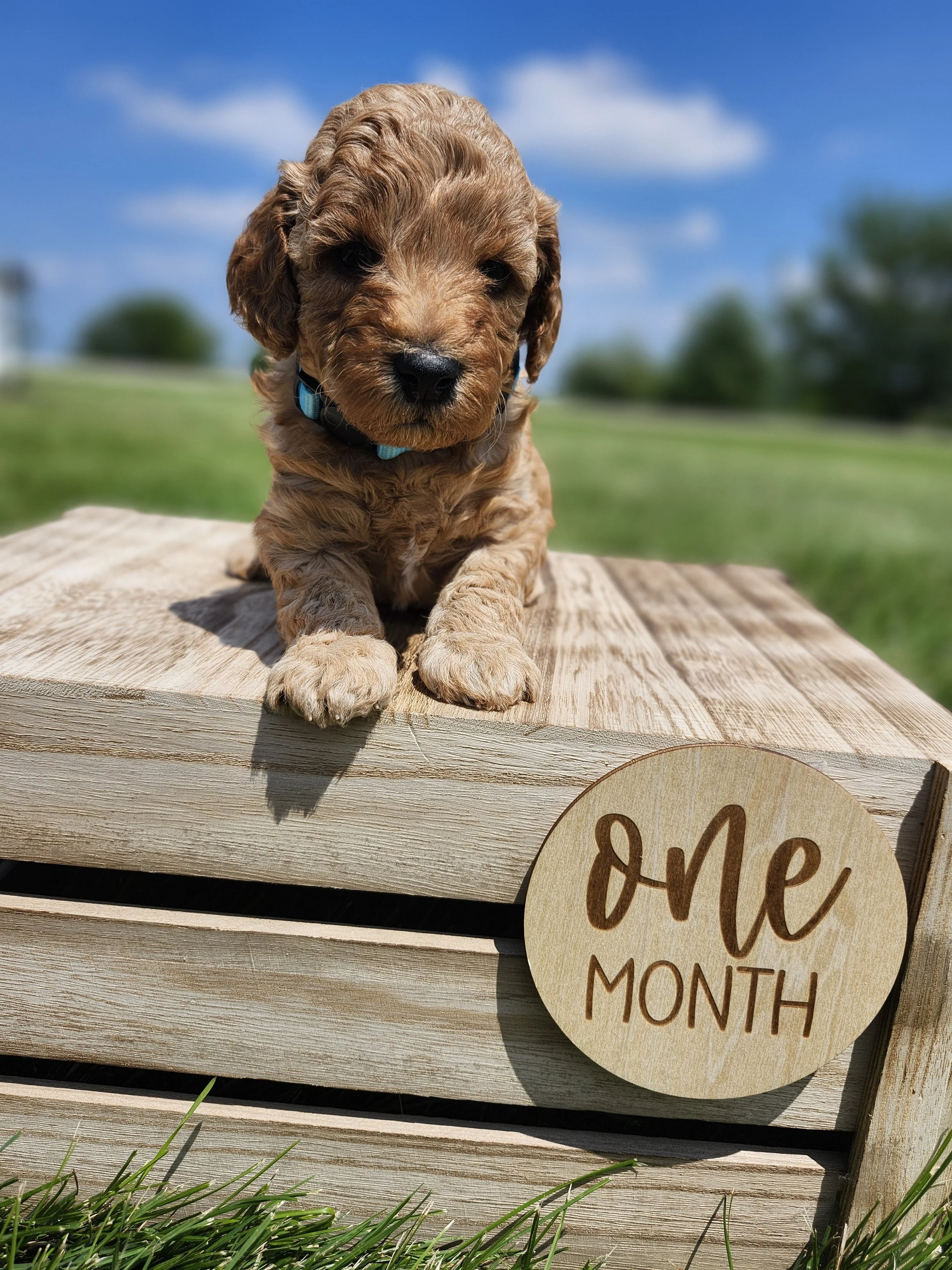 Blue Collar Boy ~ Huck's Adventures Lincoln 4 weeks