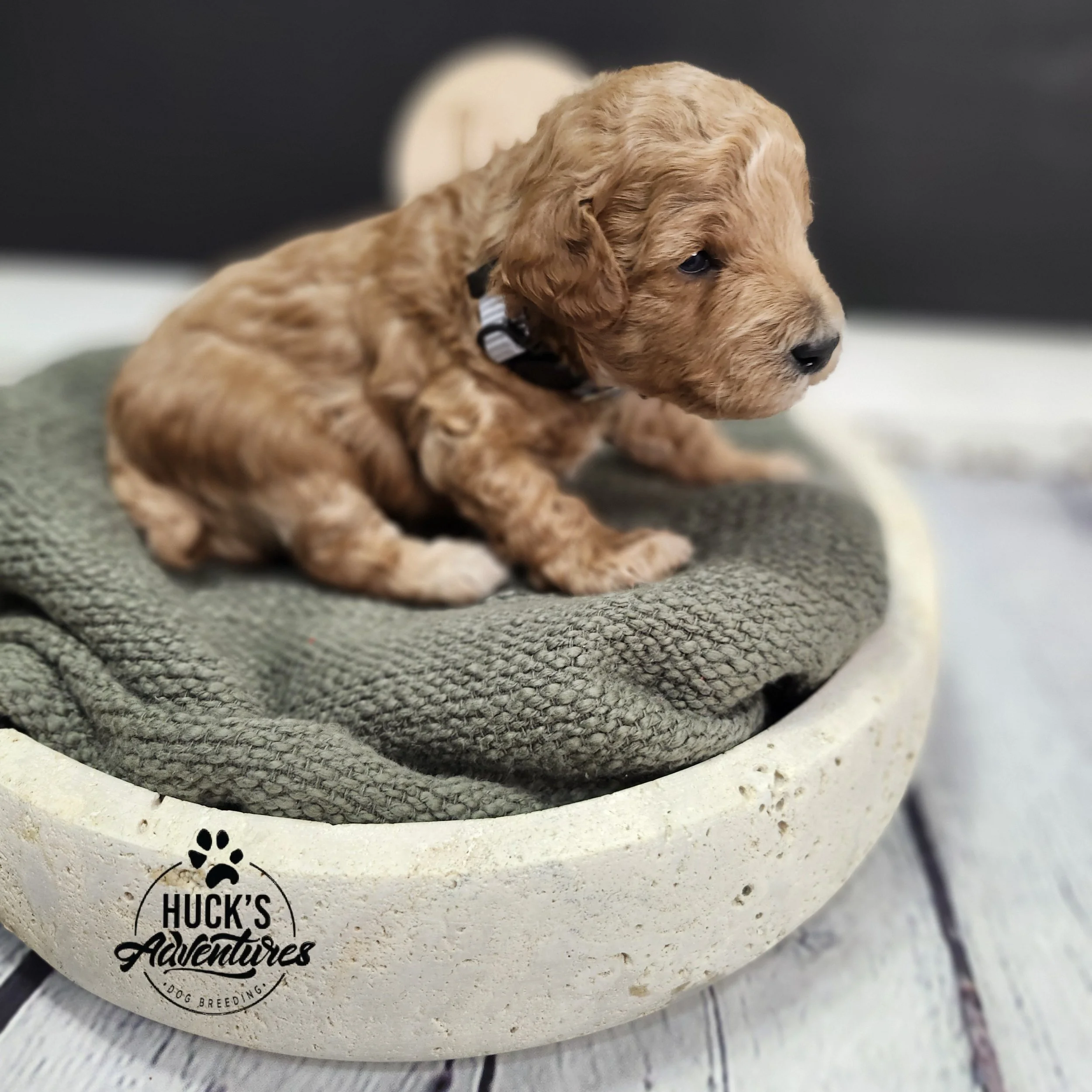 Gray Collar Boy ~ Huck's Adventures Justice 2 weeks