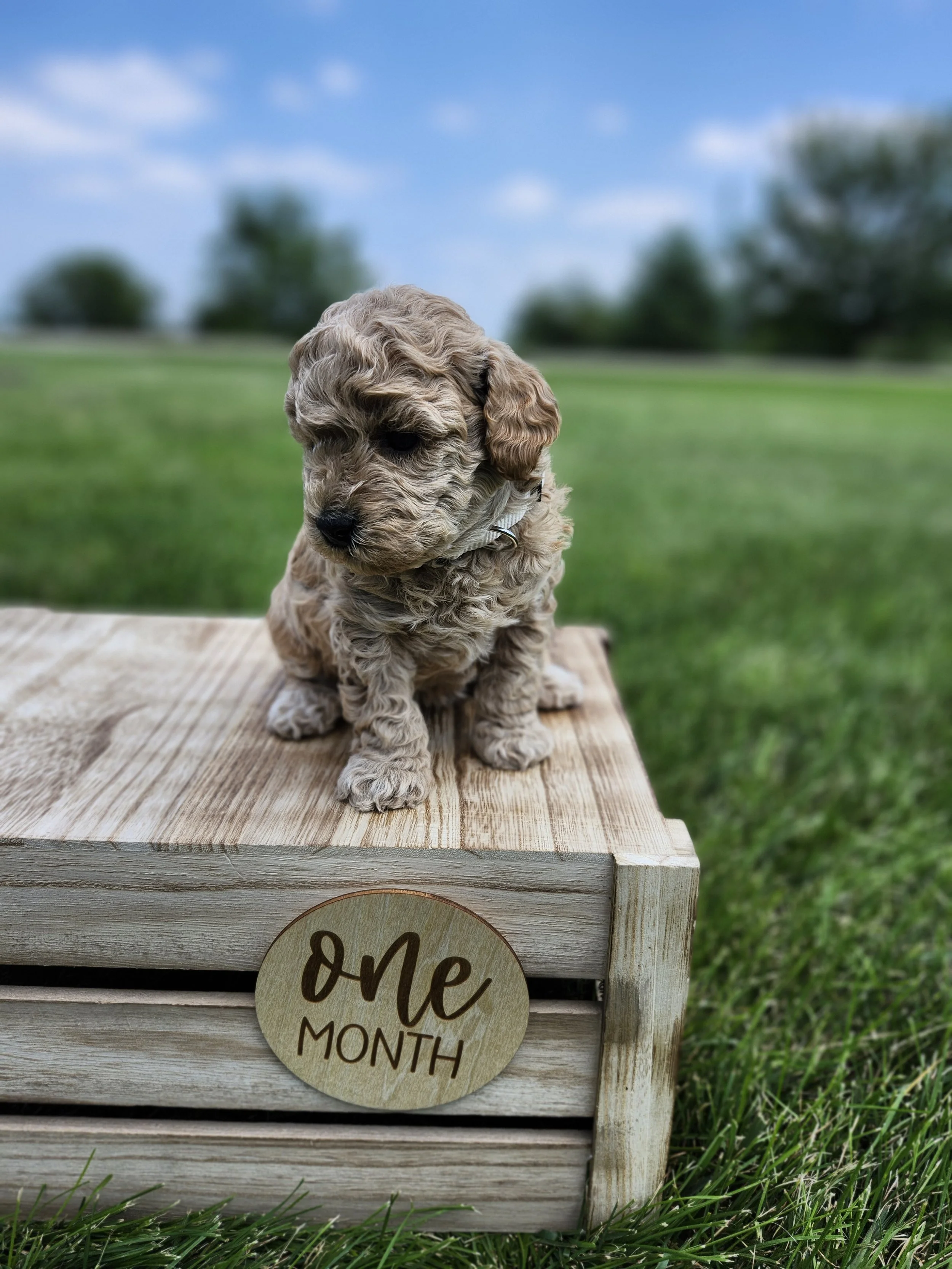 White Collar Girl ~ Huck's Adventures Belle 4 Weeks