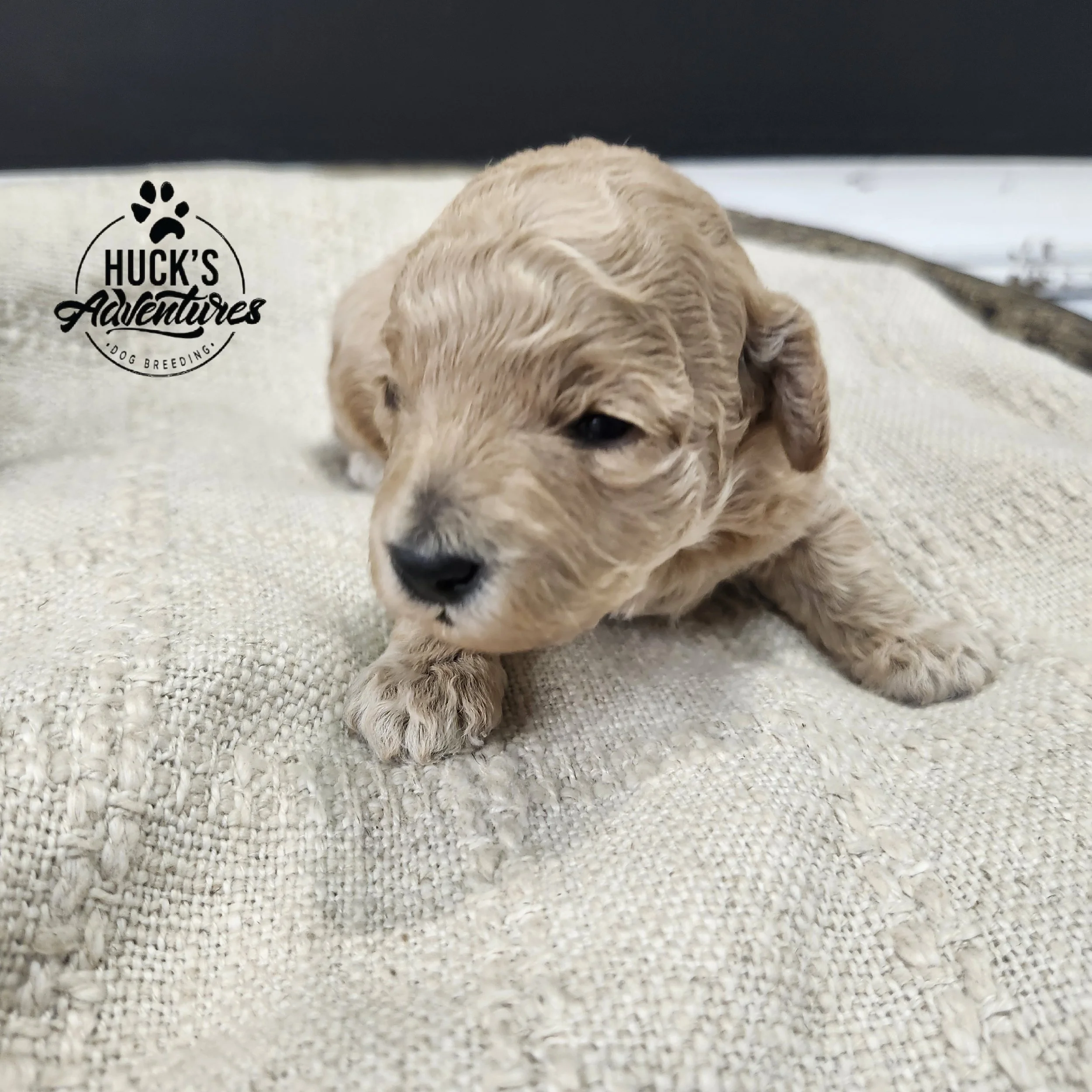 White Collar Girl ~ Huck's Adventures Belle 2 weeks old