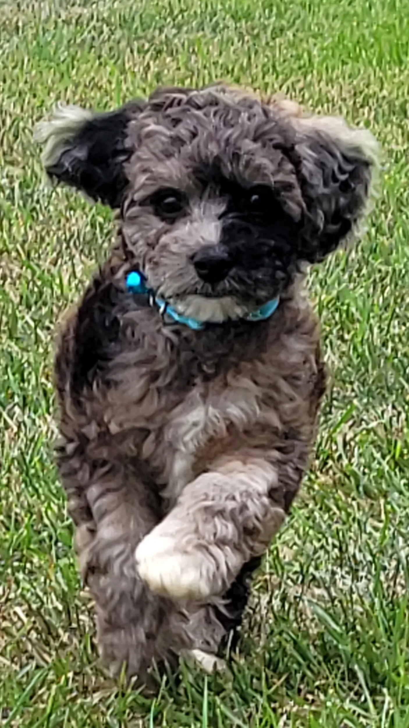 A small, curly-haired cavapoo puppy with a blue collar playing in the grass.