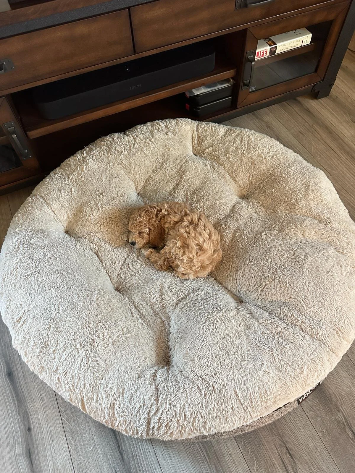 This is Red Collar (Huck's Adventures Abe) from The Patriot Litter. His new name is Huck's Adventures Biscuit. We could have not asked for a better family for him
