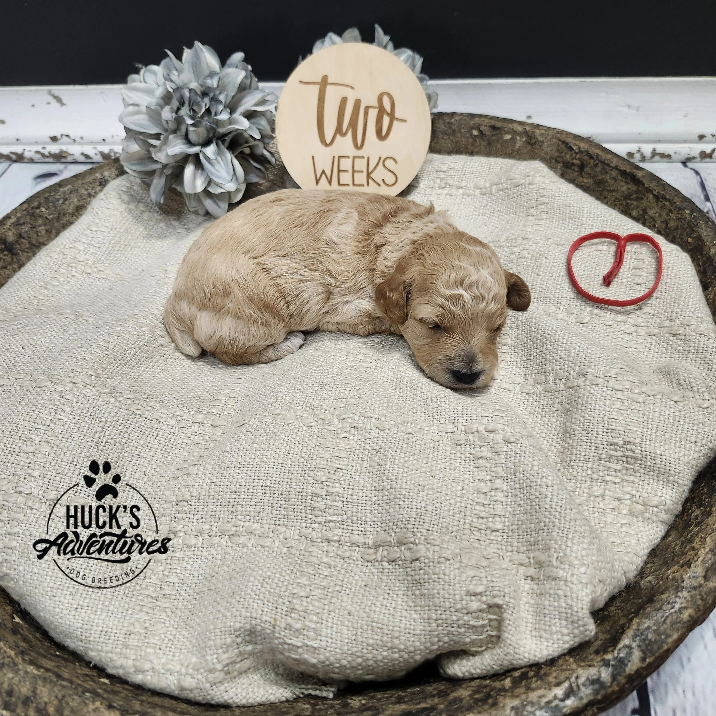 RESERVED ~Red Collar Boy~ Huck's Adventures Abe 2 weeks