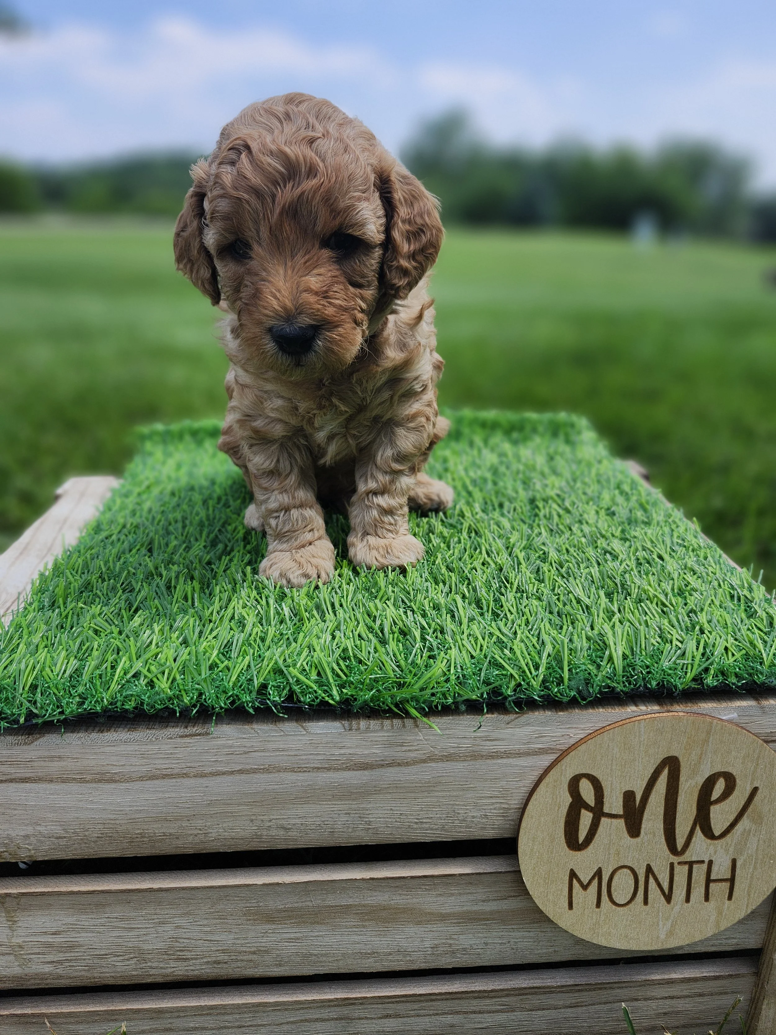 Blue Collar Boy ~ Huck's Adventures Lincoln 4 weeks