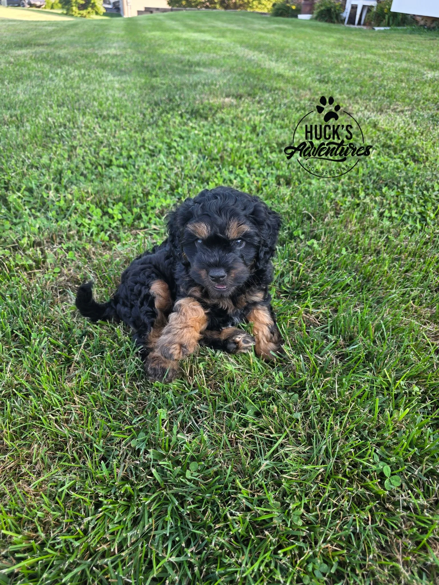 Phantom 7 Weeks