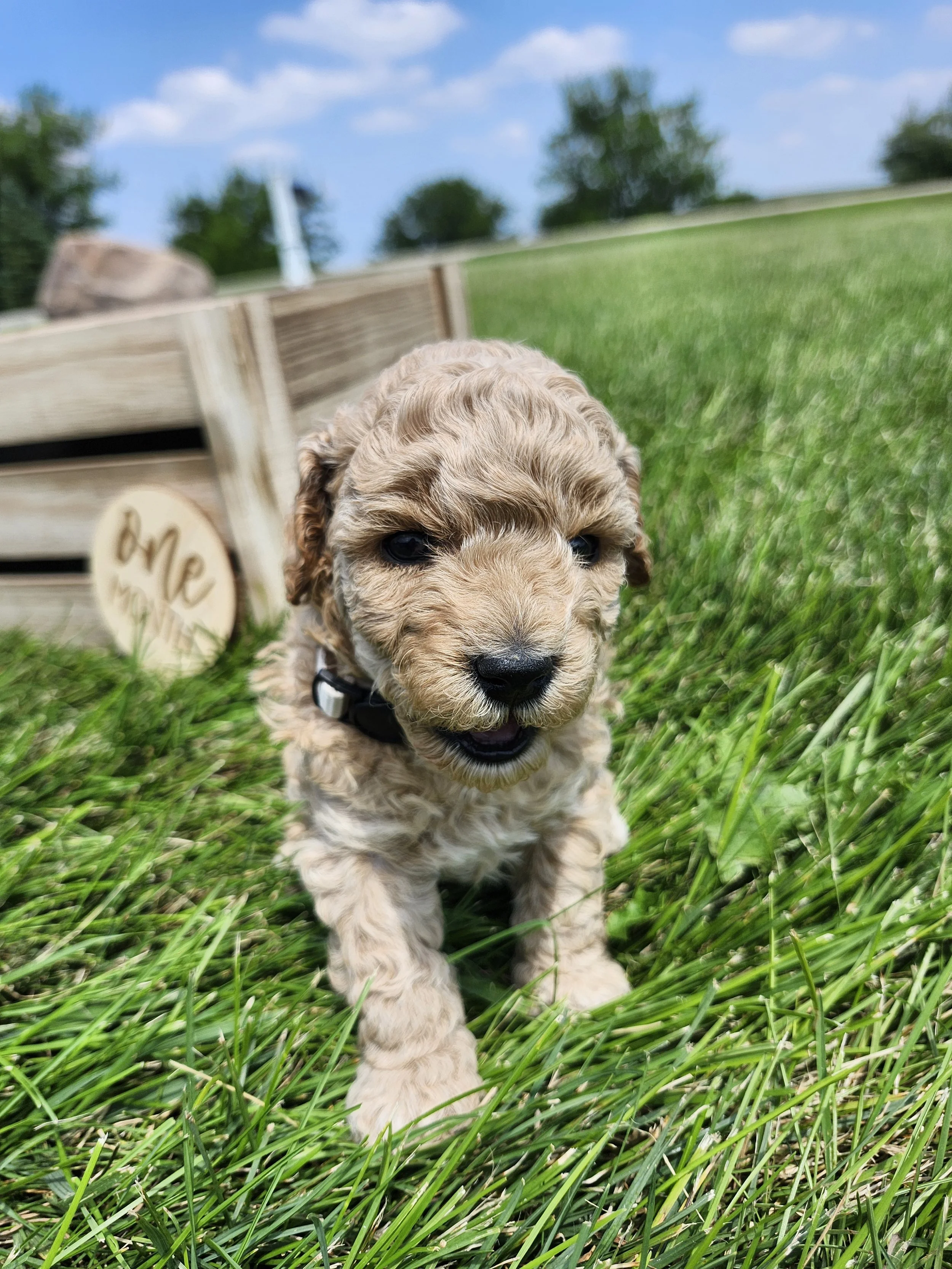 White Collar Girl ~ Huck's Adventures Belle 4 Weeks