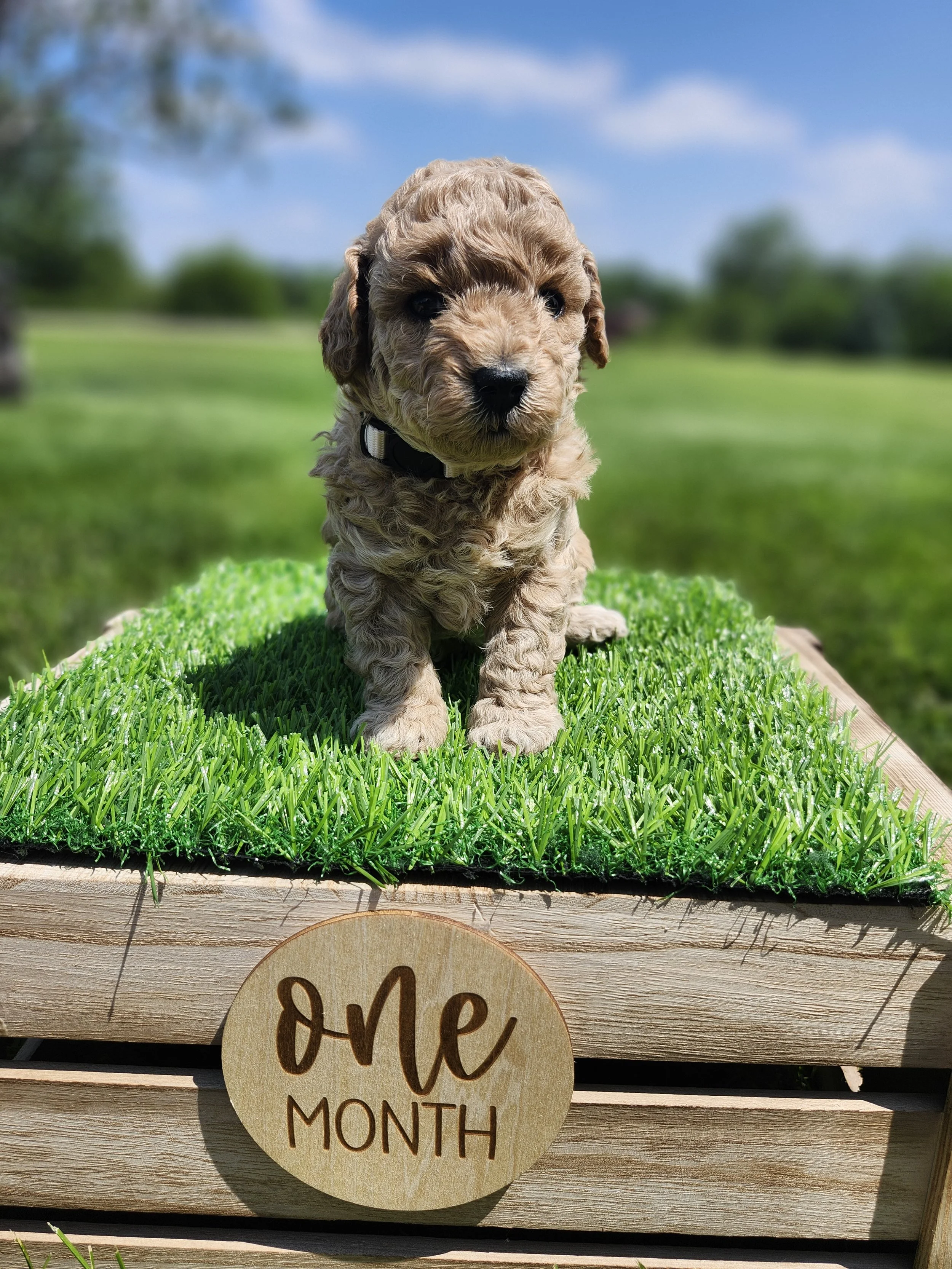 White Collar Girl ~ Huck's Adventures Belle 4 Weeks