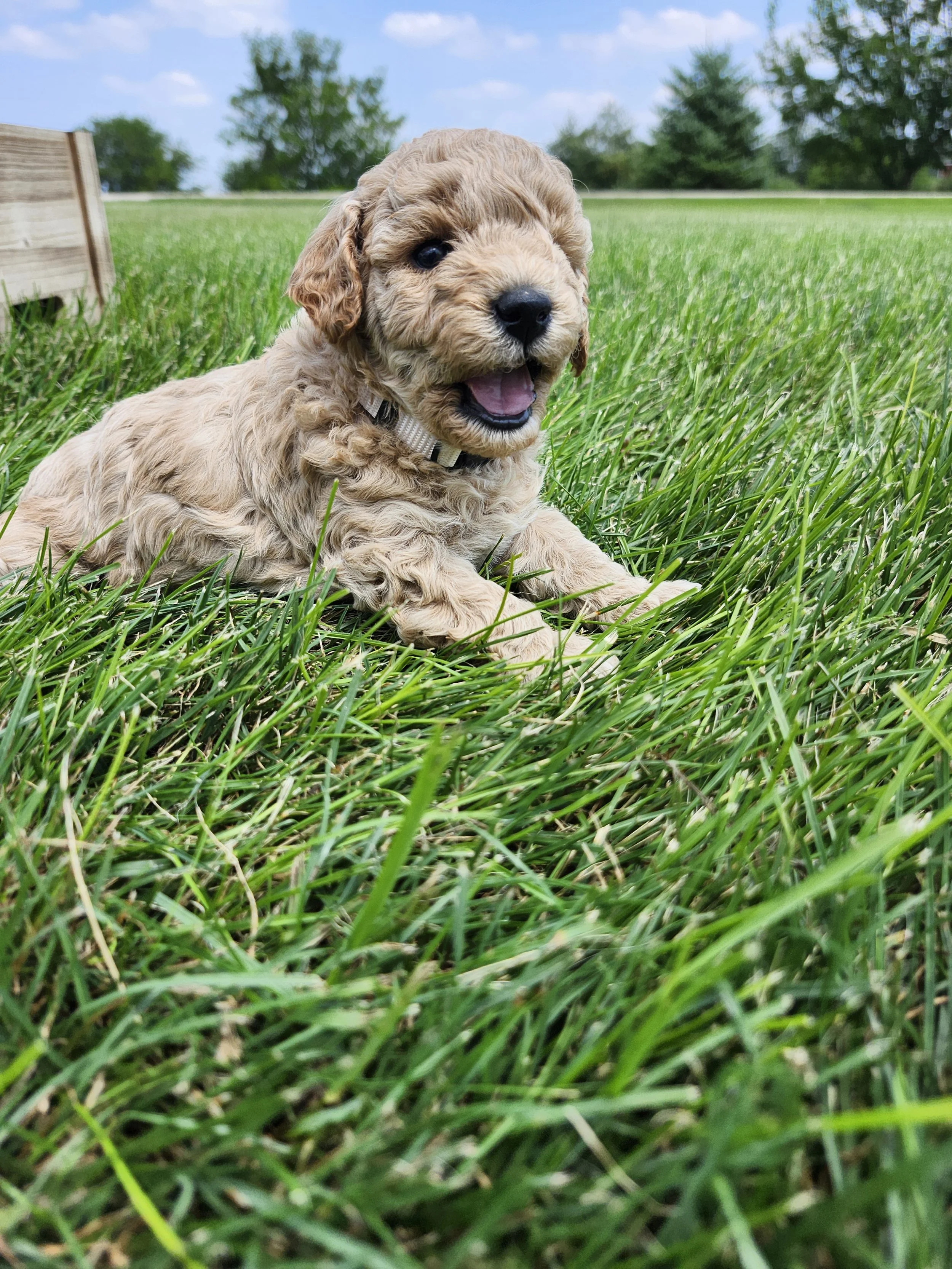 White Collar Girl ~ Huck's Adventures Belle 4 Weeks