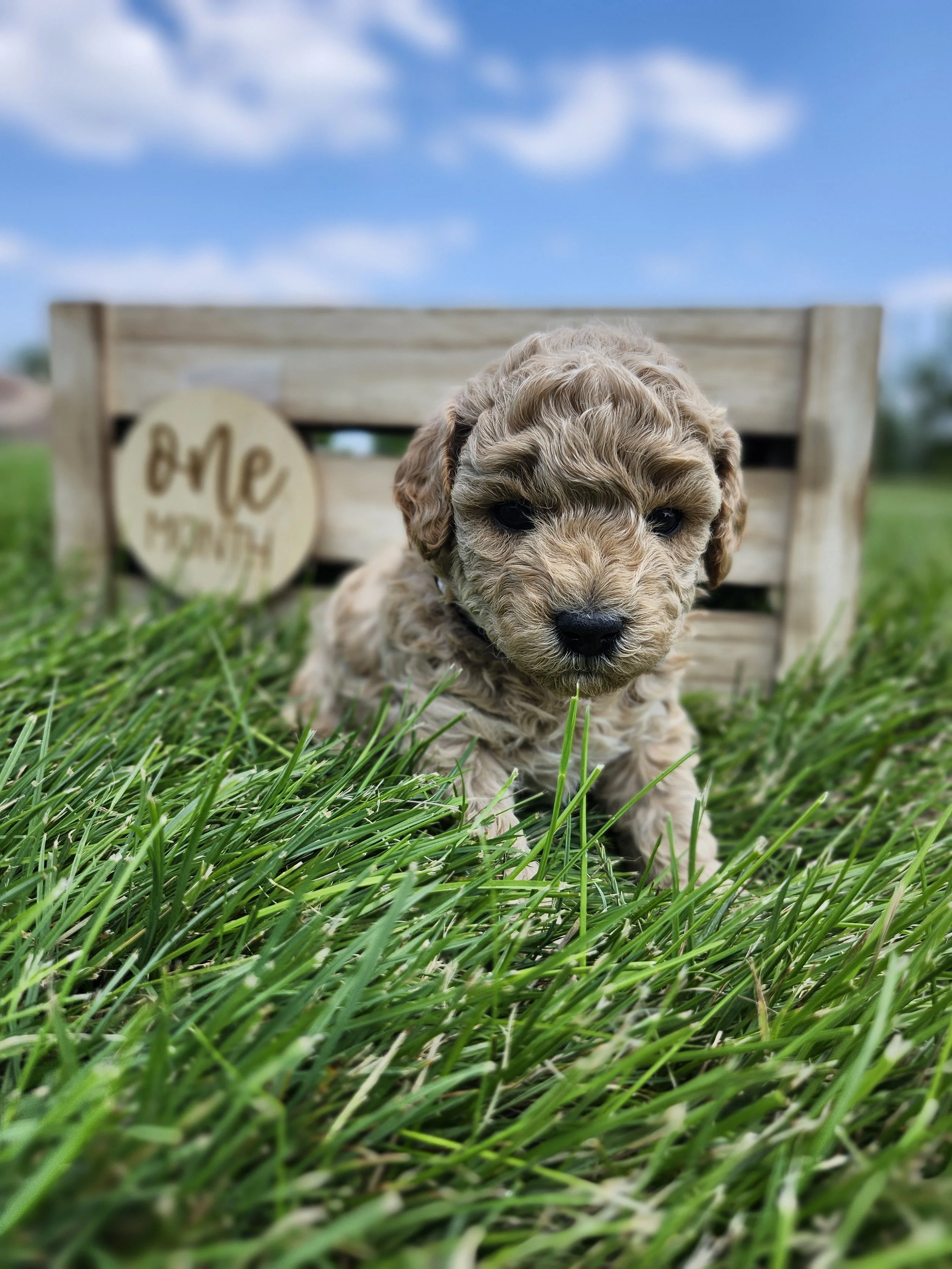 White Collar Girl ~ Huck's Adventures Belle 4 Weeks