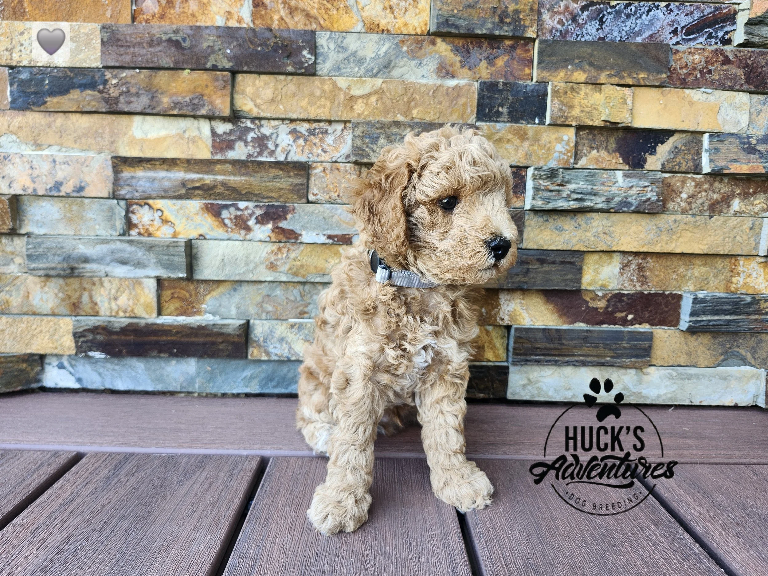 Gray Collar Boy ~ Huck's Adventures Justice 6 weeks