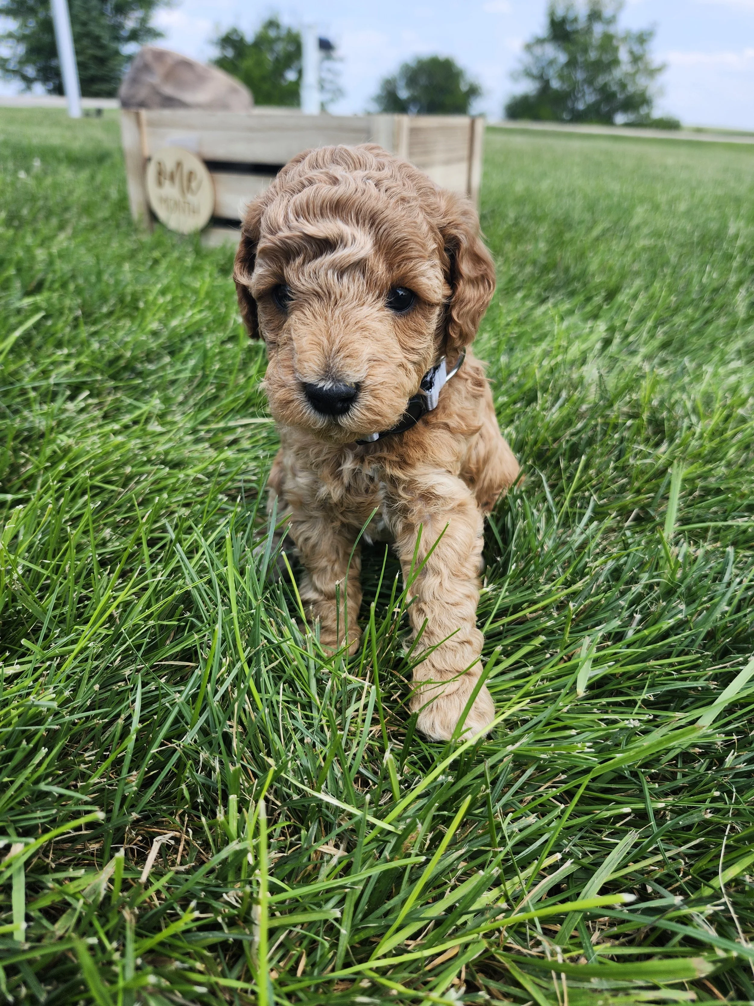 Gray Collar Boy ~ Huck's Adventures Justice 4 weeks