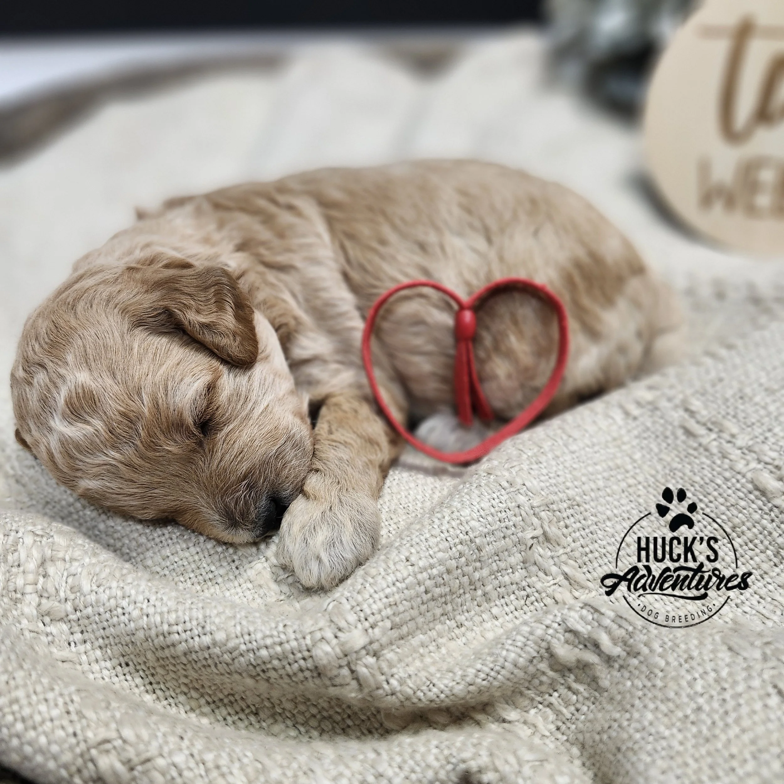 RESERVED ~Red Collar Boy~ Huck's Adventures Abe 2 weeks