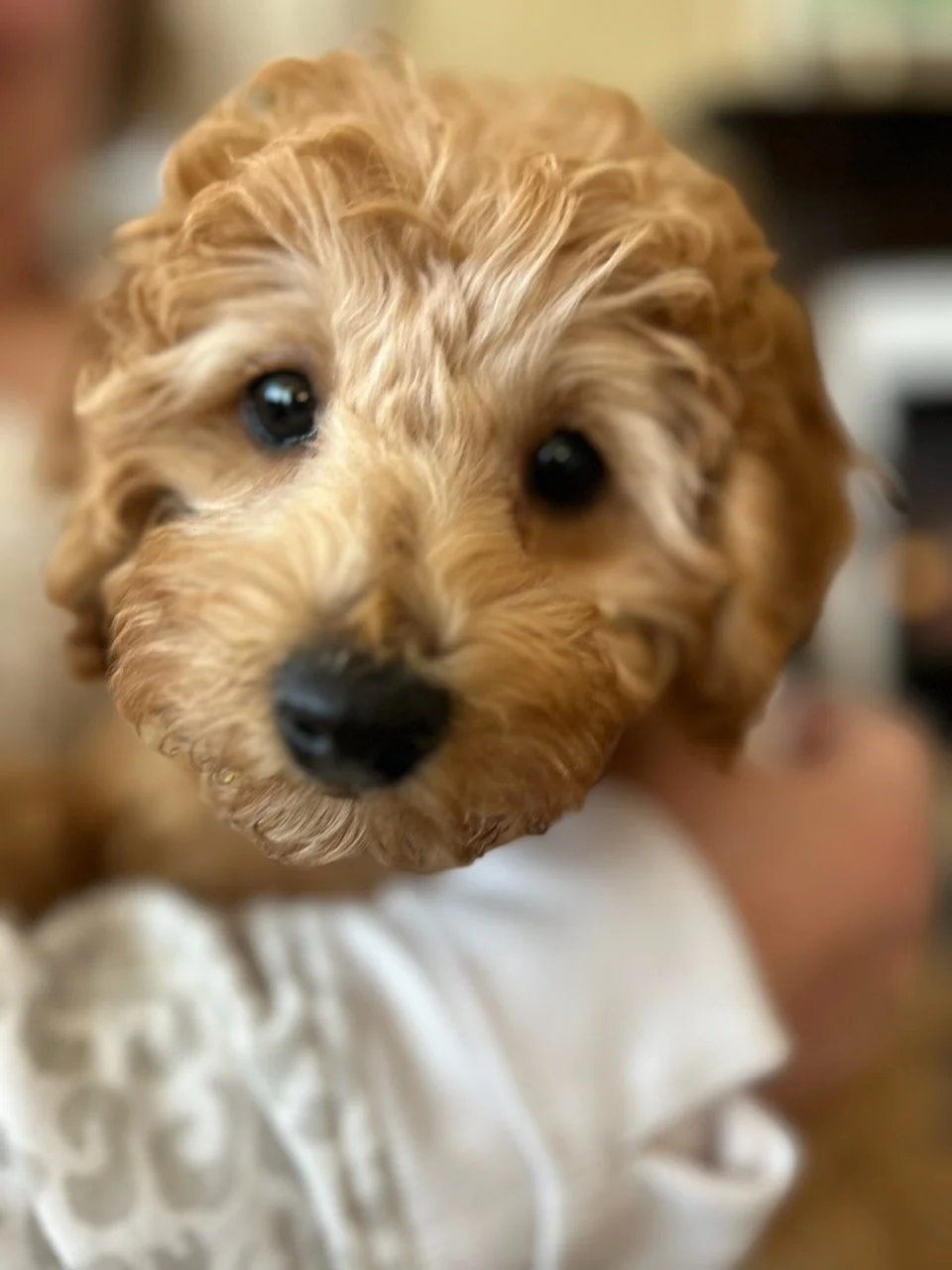 Poppy Jade is from The Flower Litter. Parents to Poppy are Huck's Adventures Niko & Huck's Adventures Little Lilly