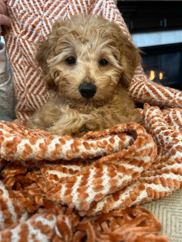 Poppy Jade is from The Flower Litter. Parents to Poppy are Huck's Adventures Niko & Huck's Adventures Little Lilly