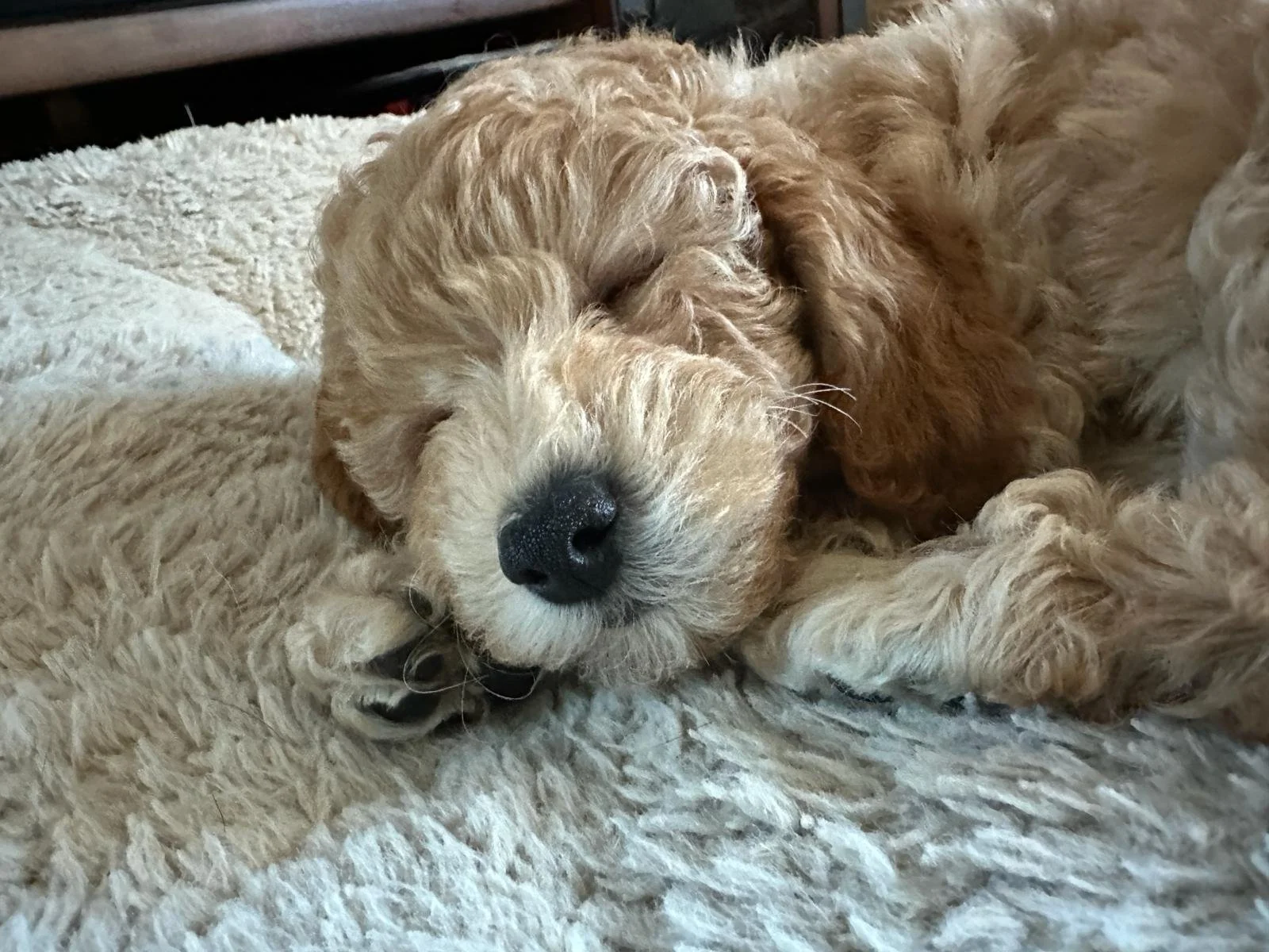 This is Red Collar (Huck's Adventures Abe) from The Patriot Litter. His new name is Huck's Adventures Biscuit. We could have not asked for a better family for him