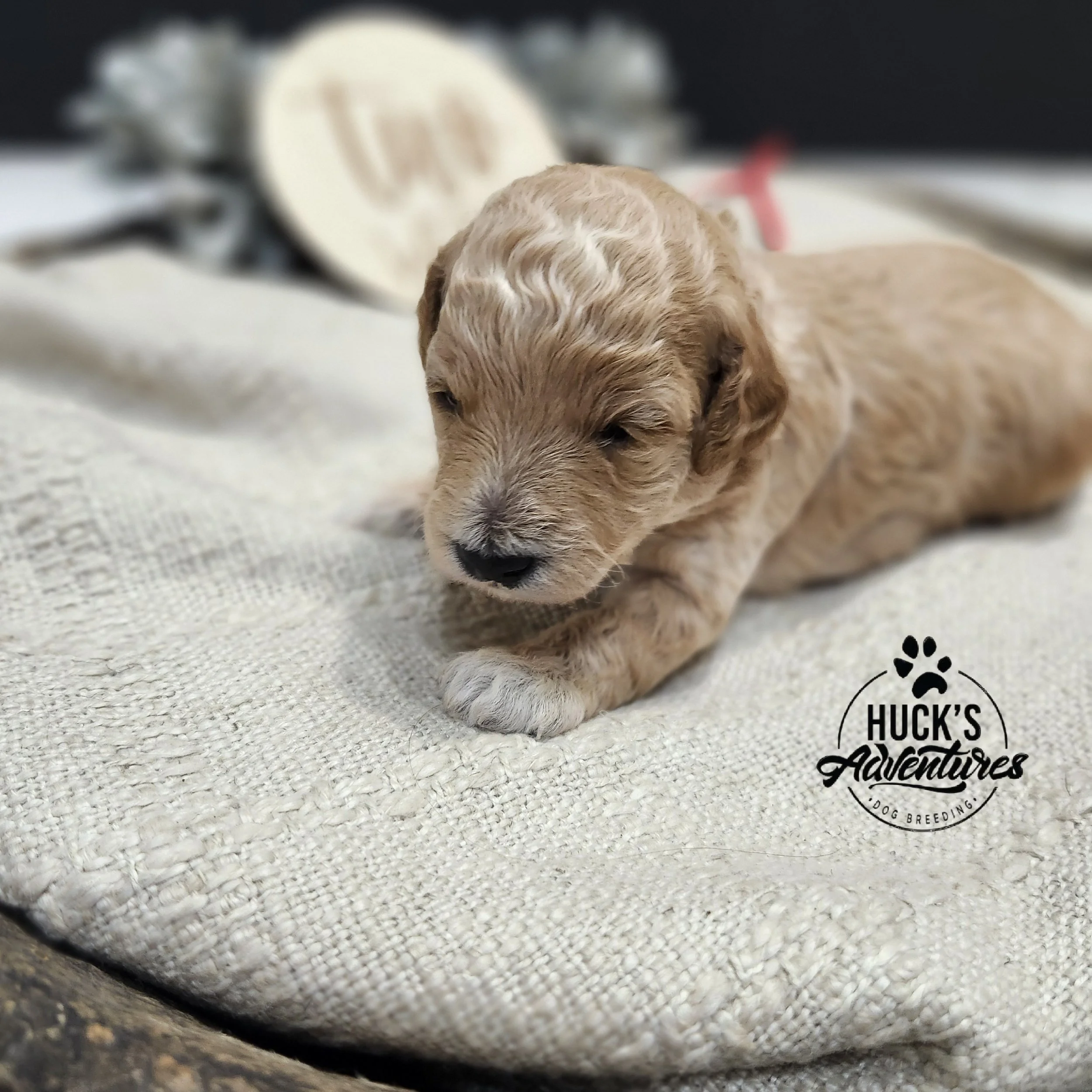 RESERVED ~Red Collar Boy~ Huck's Adventures Abe 2 weeks