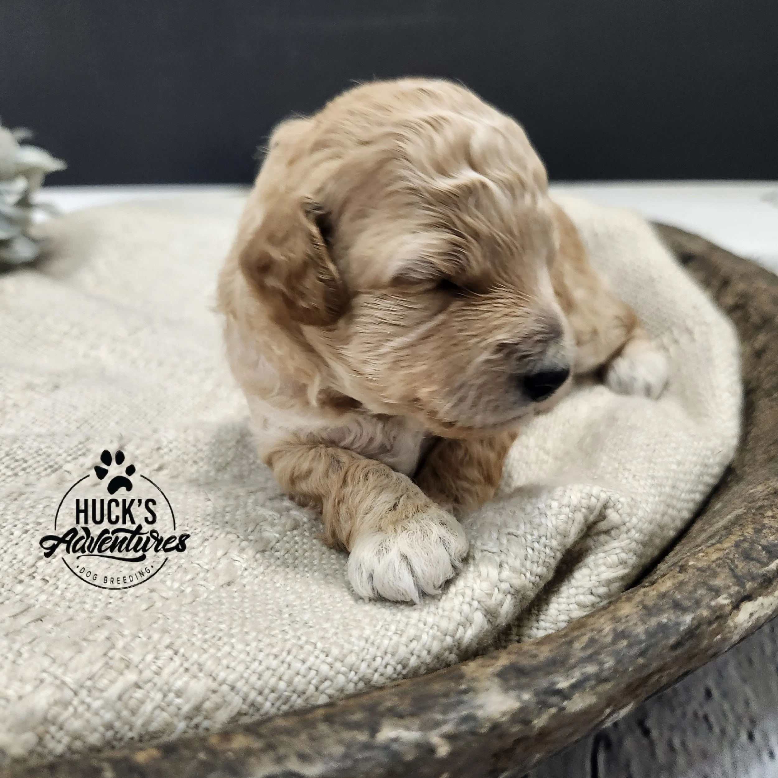 RESERVED ~Red Collar Boy~ Huck's Adventures Abe 2 weeks