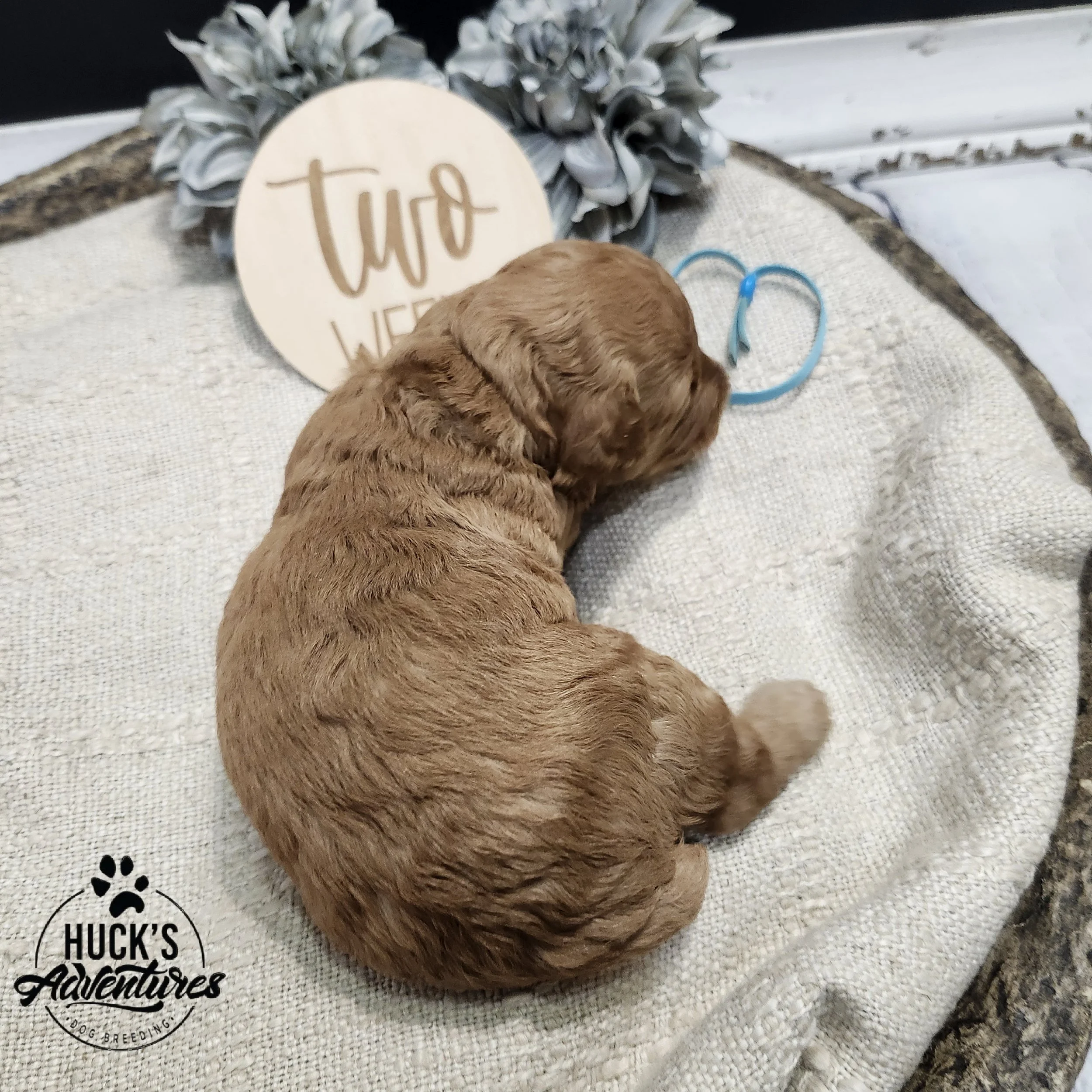 Blue Collar Boy ~ Huck's Adventures Lincoln 2 weeks