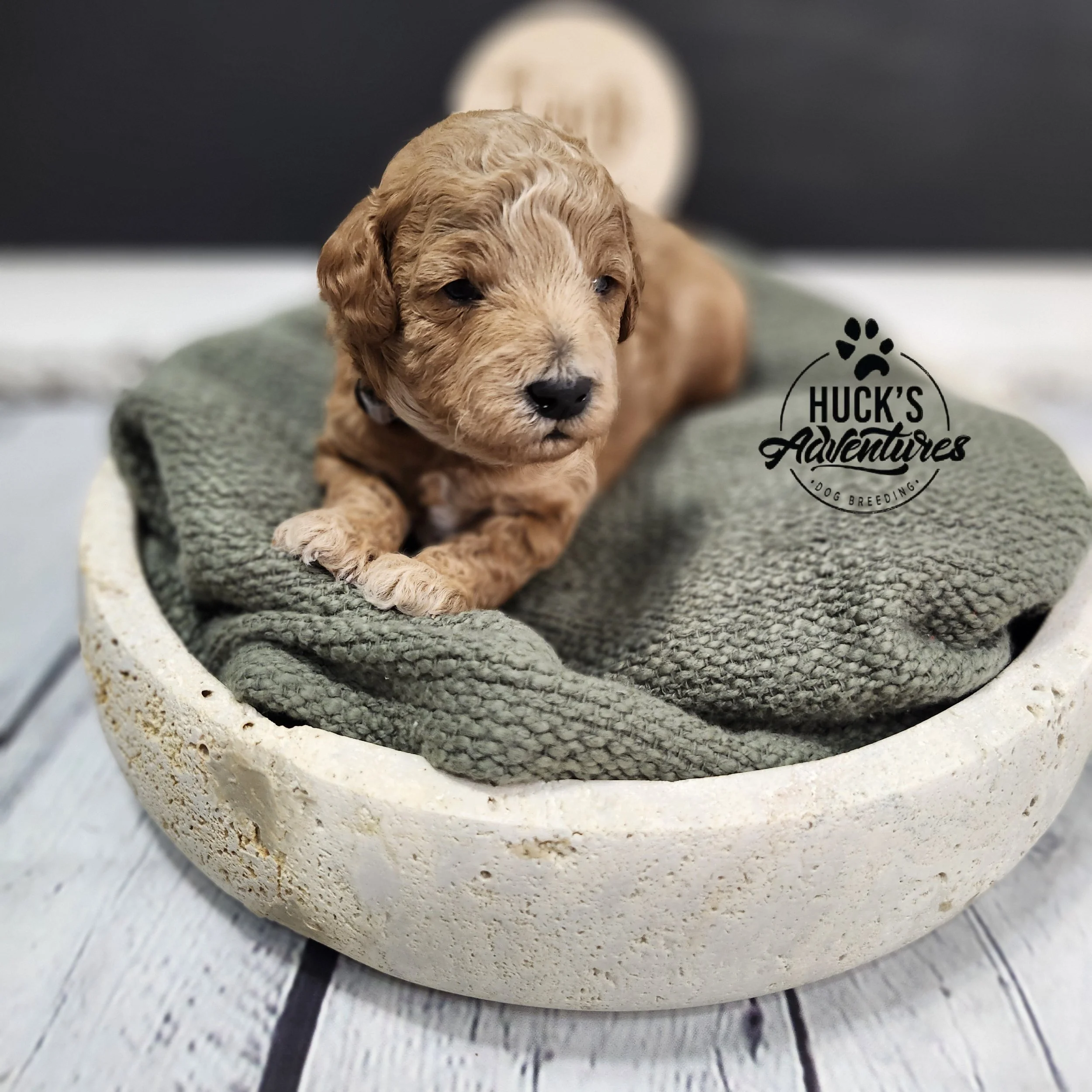 Gray Collar Boy ~ Huck's Adventures Justice 2 weeks