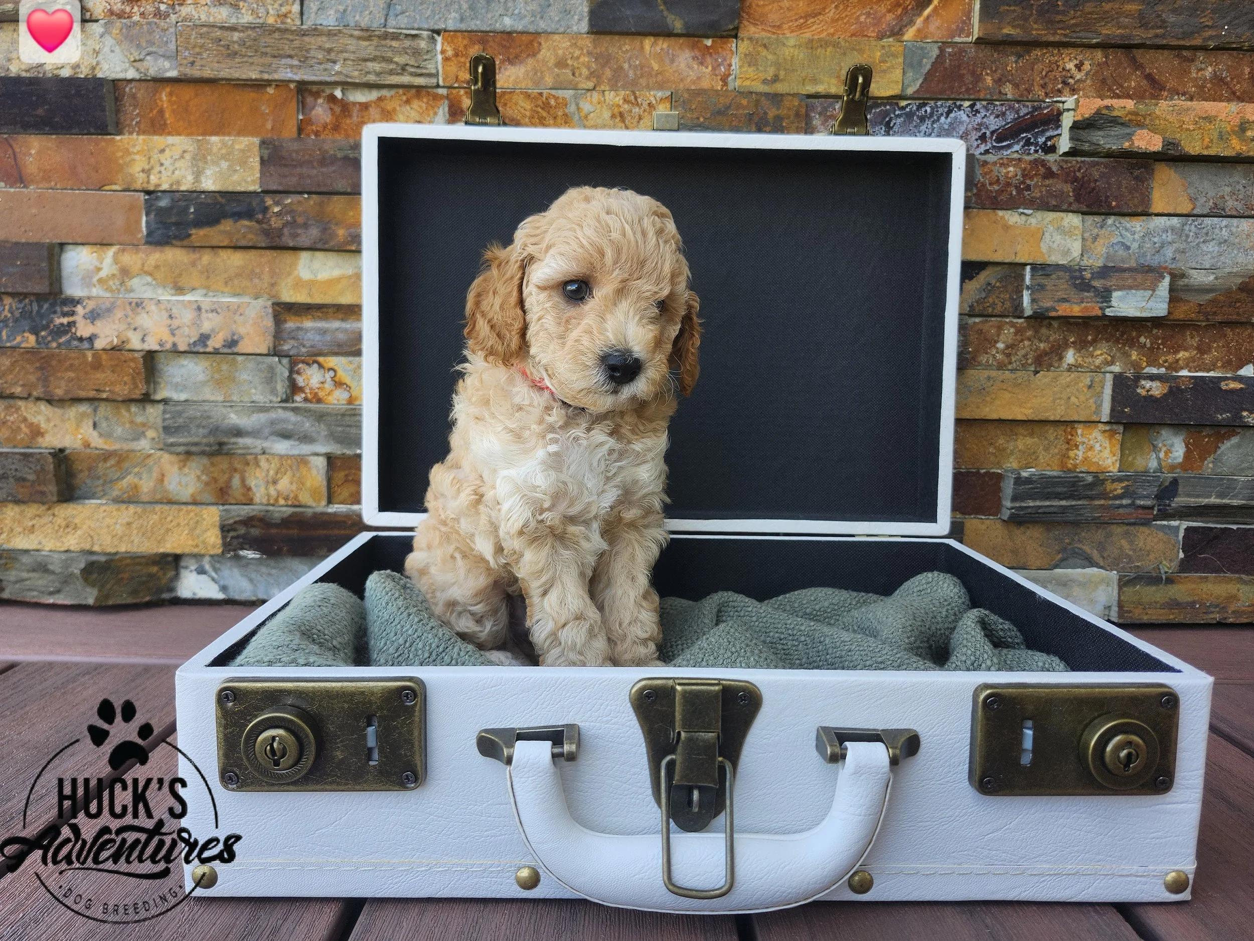 RESERVED ~Red Collar Boy~ Huck's Adventures Abe ~ 6 weeks