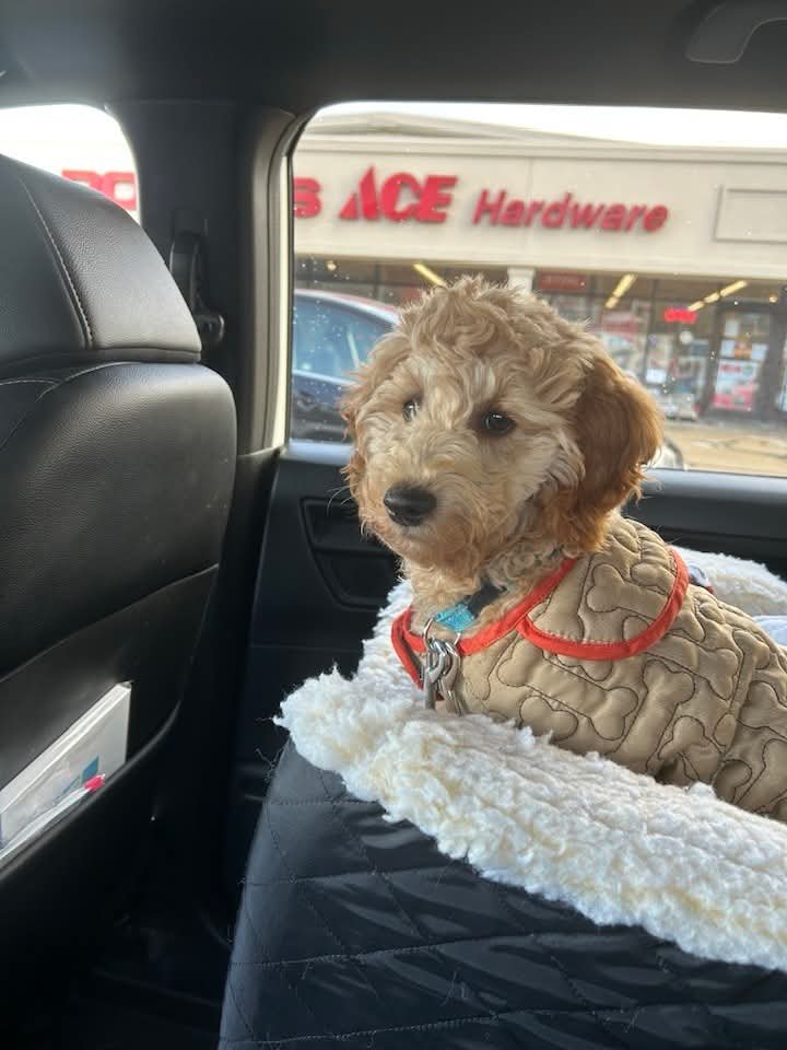 A cute miniature poodle puppy with curly fur sitting in a car seat, wearing a beige quilted jacket with red trim, in the backseat of a vehicle, with a store called ACE Hardware visible through the window.
