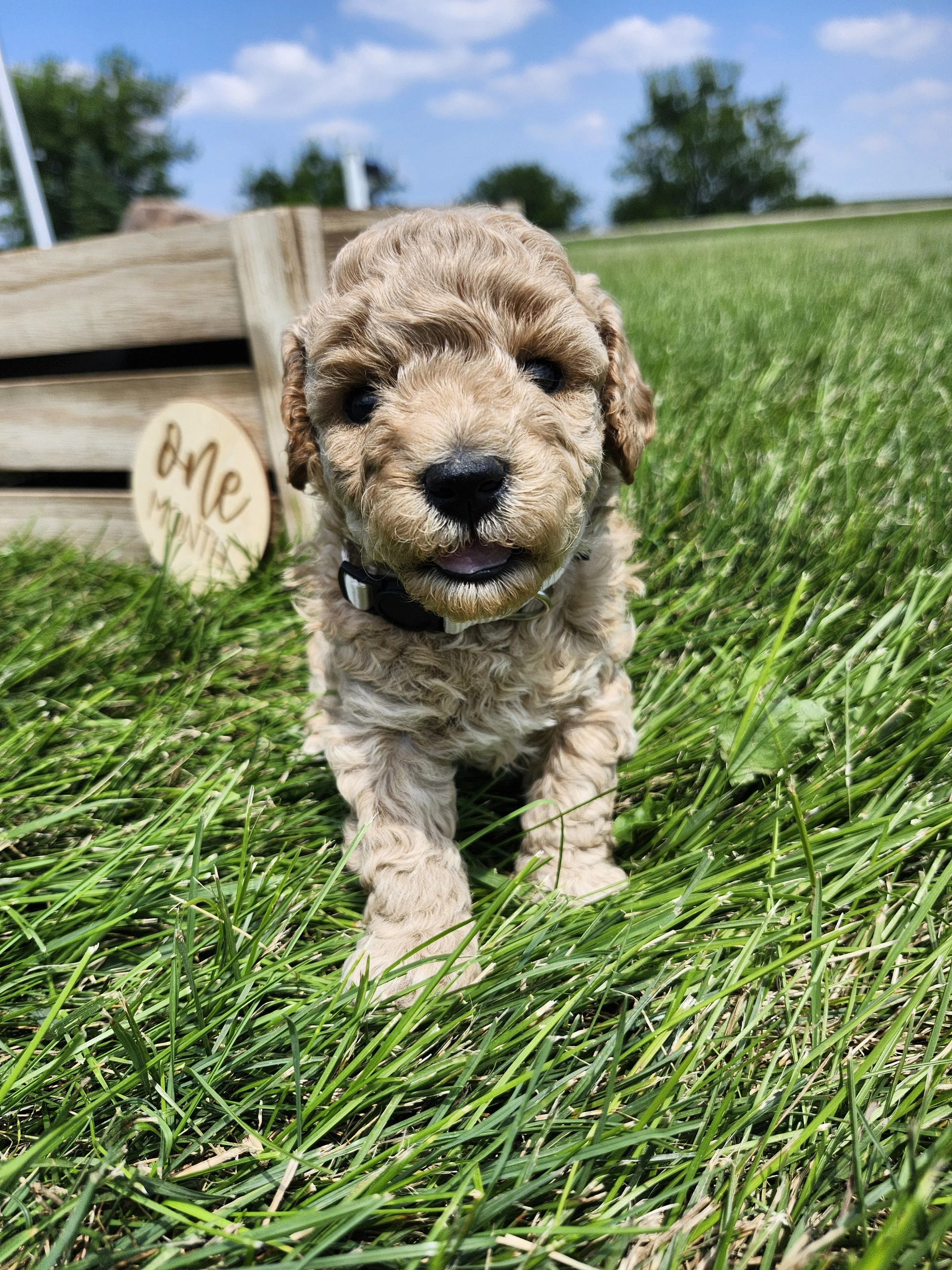 White Collar Girl ~ Huck's Adventures Belle 4 Weeks