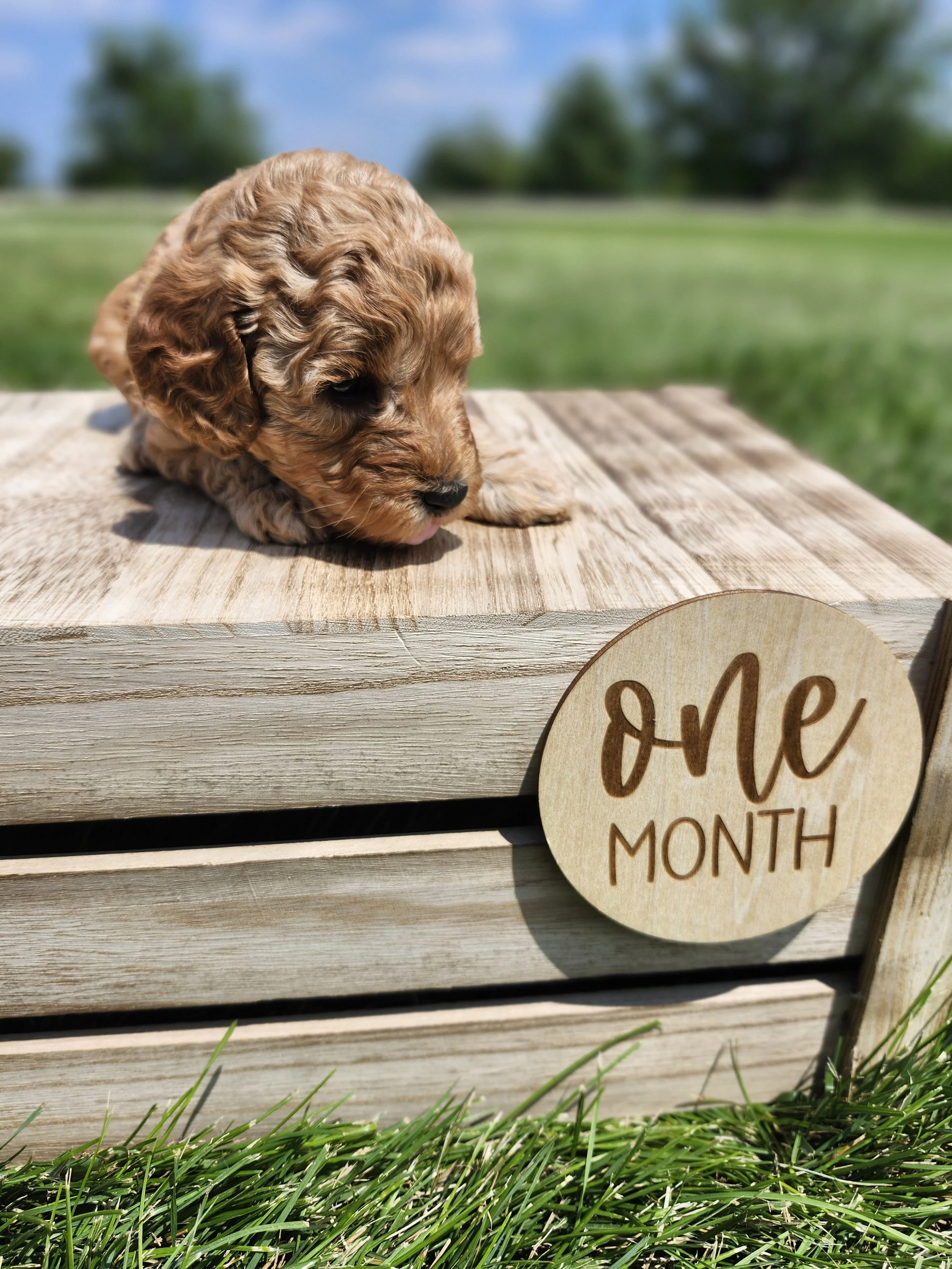 Blue Collar Boy ~ Huck's Adventures Lincoln 4 weeks