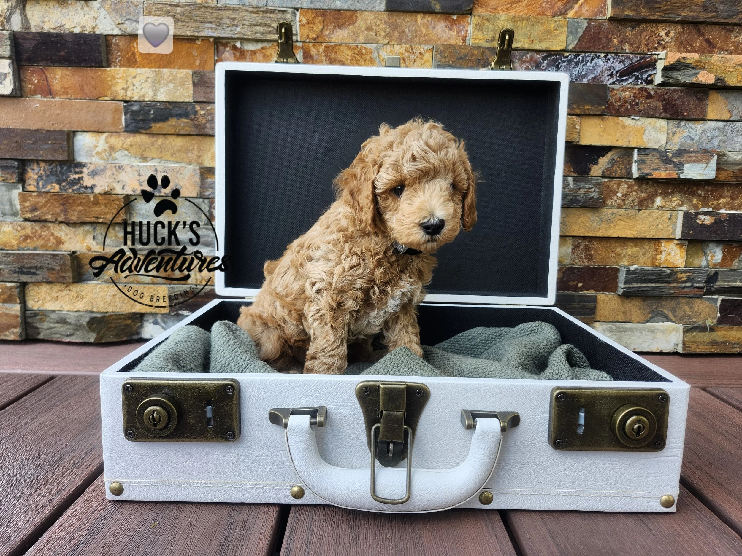 Gray Collar Boy ~ Huck's Adventures Justice 6 weeks