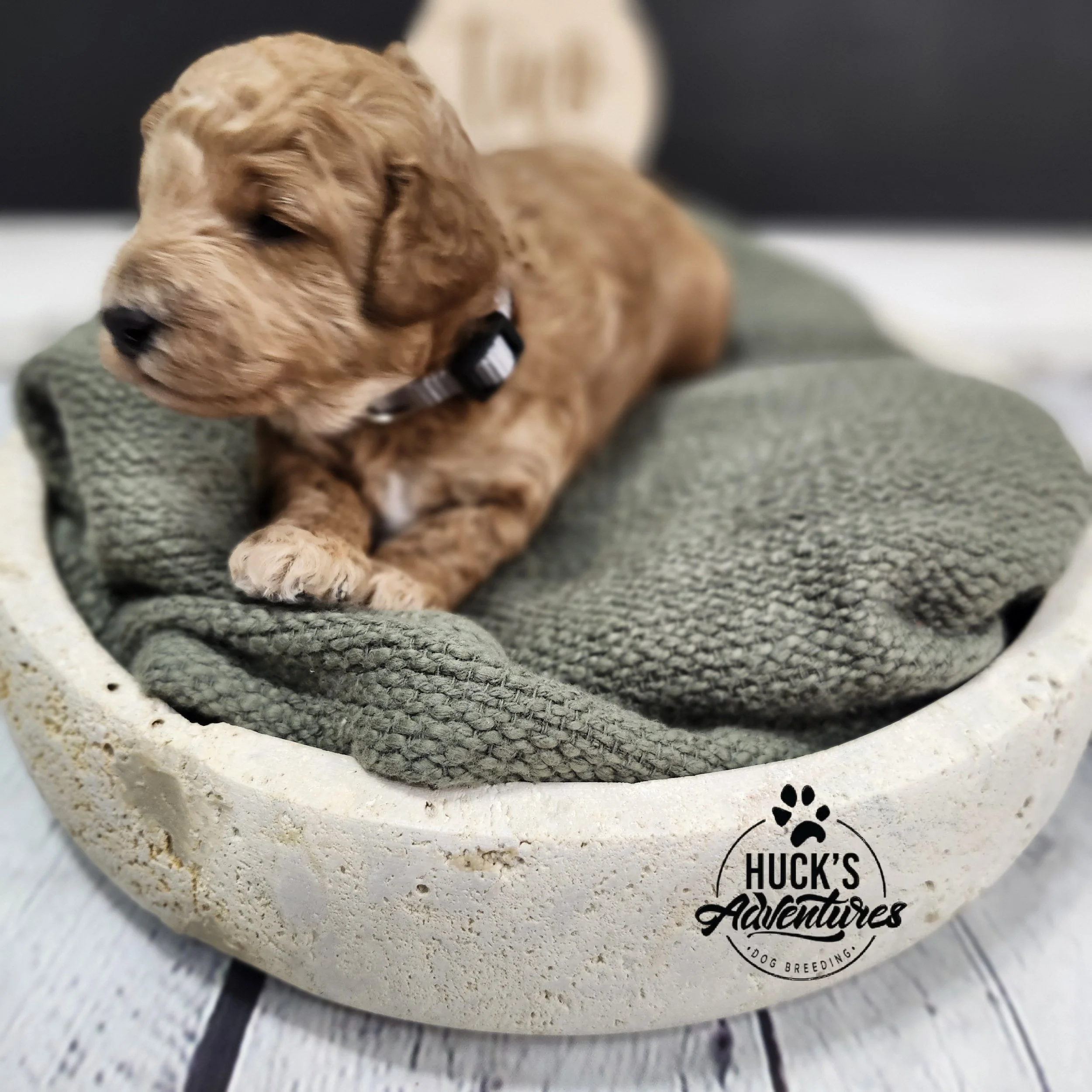 Gray Collar Boy ~ Huck's Adventures Justice 2 weeks