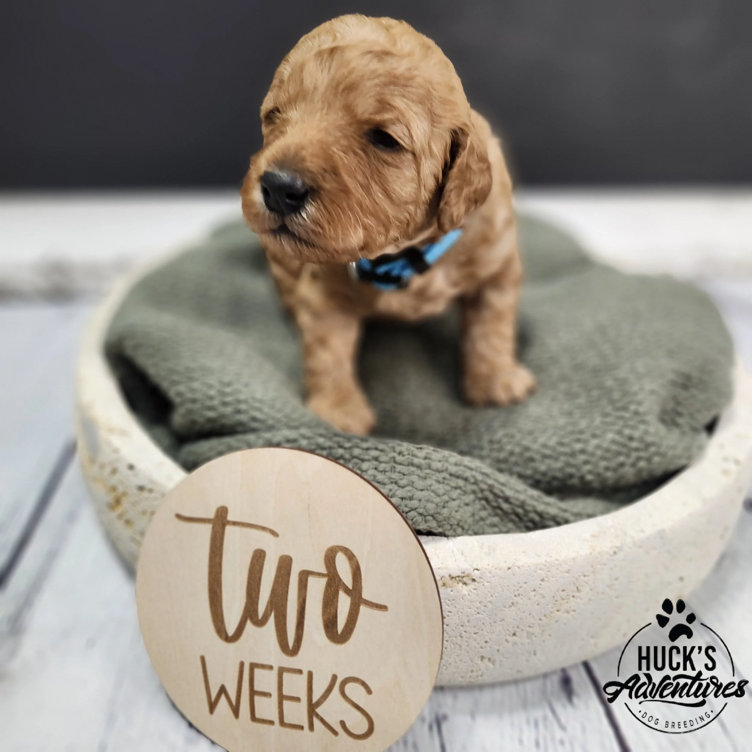 Blue Collar Boy ~ Huck's Adventures Lincoln 2 weeks