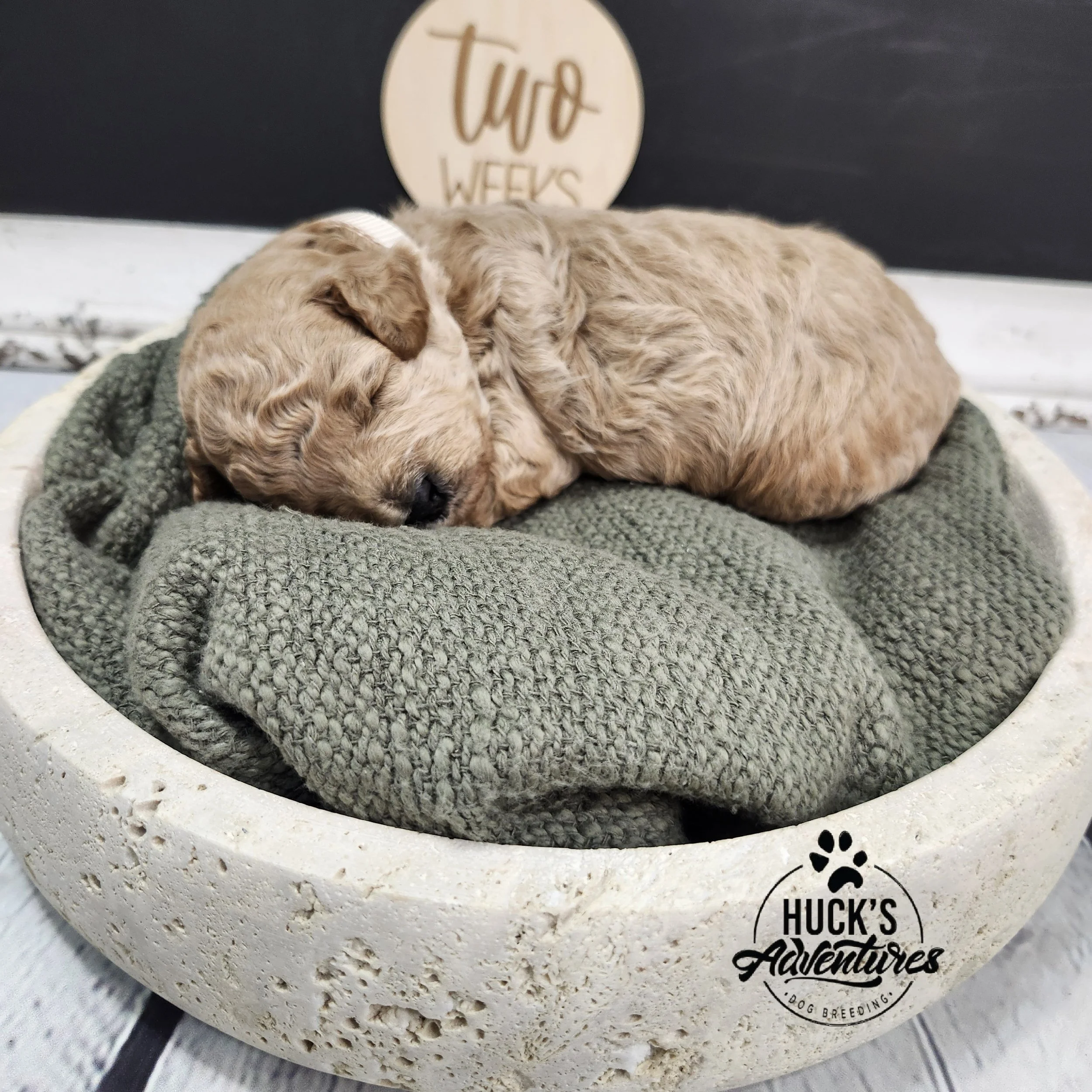 White Collar Girl ~ Huck's Adventures Belle 2 weeks old
