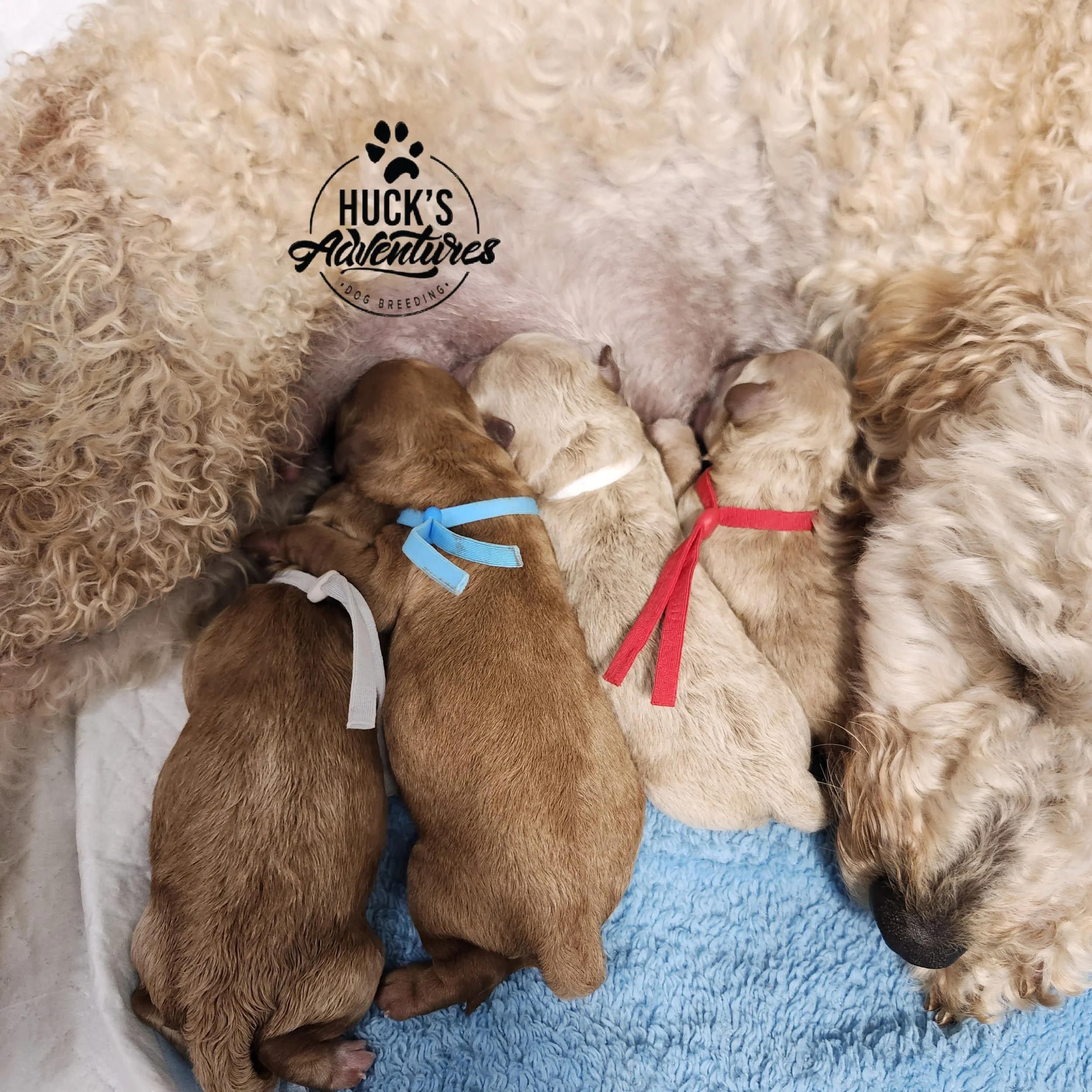Gray Collar Boy is 1st from left