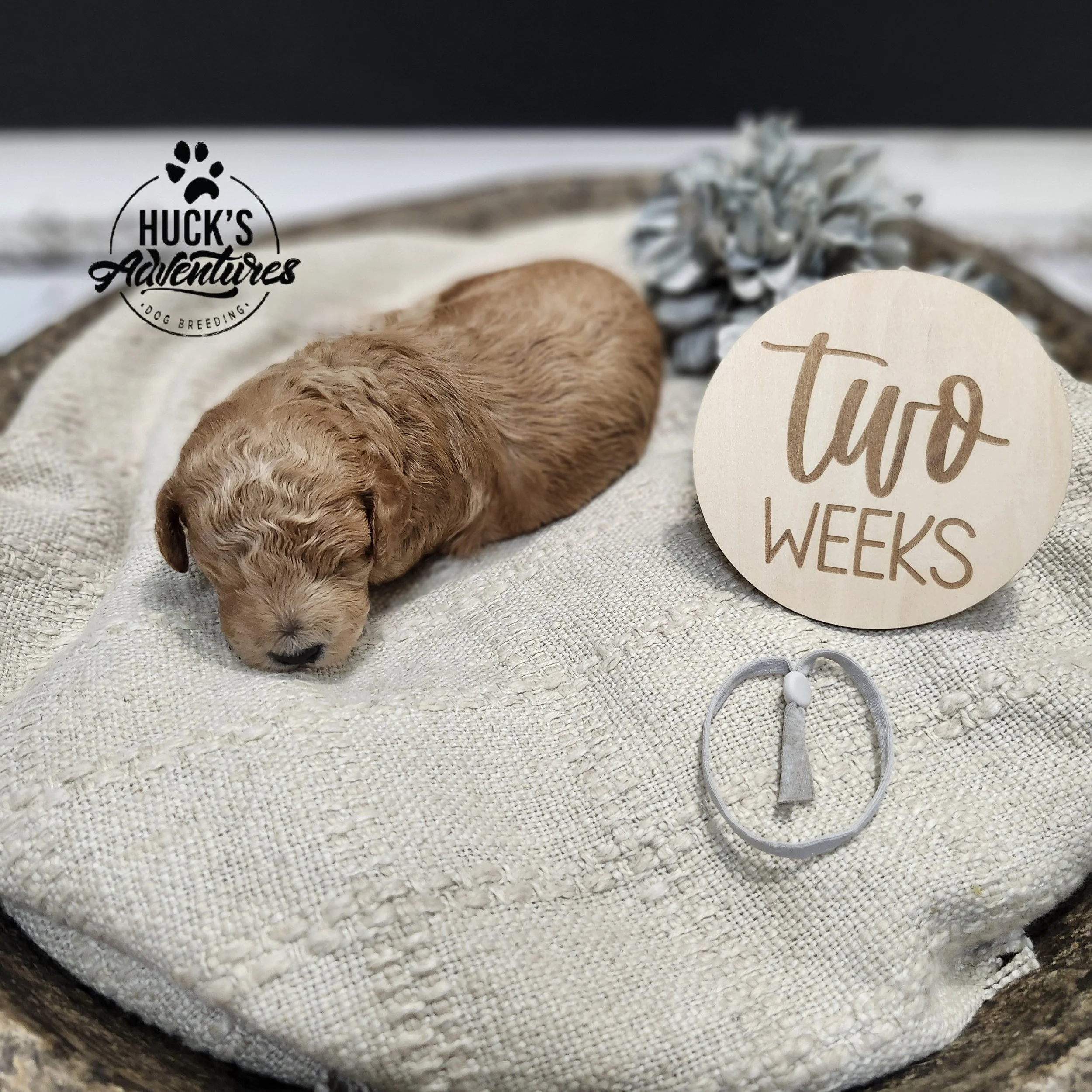 Gray Collar Boy ~ Huck's Adventures Justice 2 weeks
