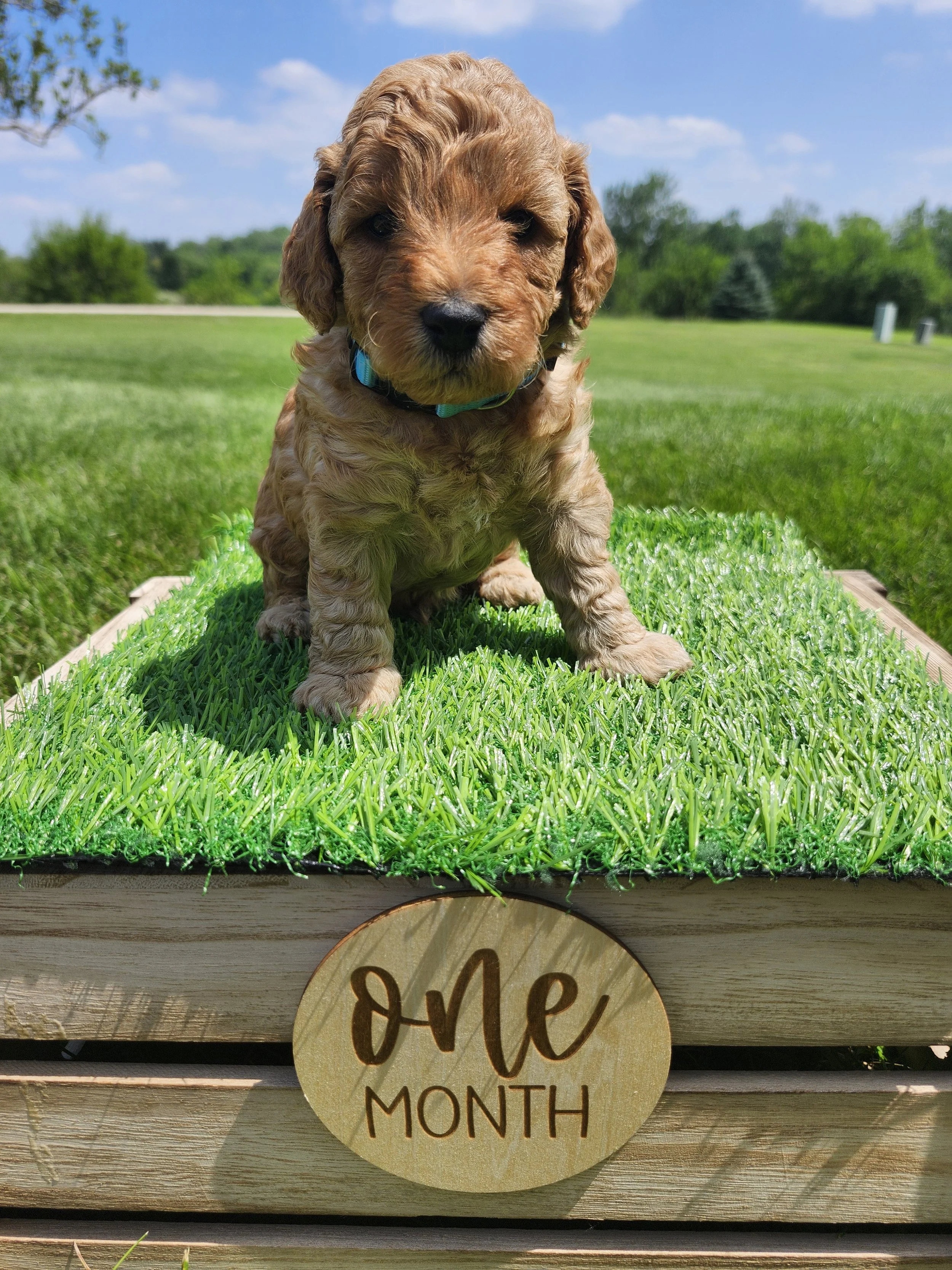 Blue Collar Boy ~ Huck's Adventures Lincoln 4 weeks